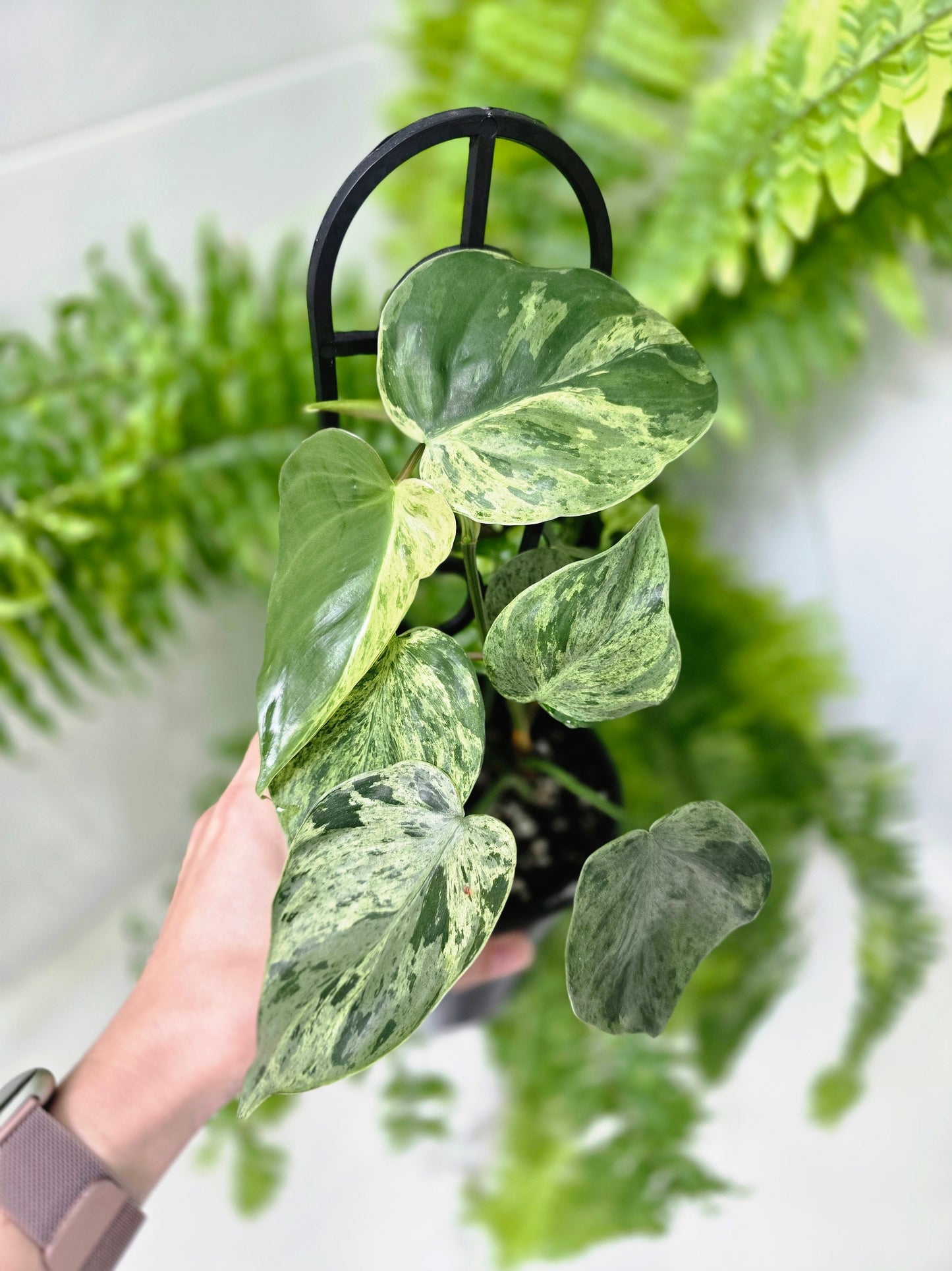 Philodendron Hederaceum 'Variegated Heart Leaf' Ladder - 118mm