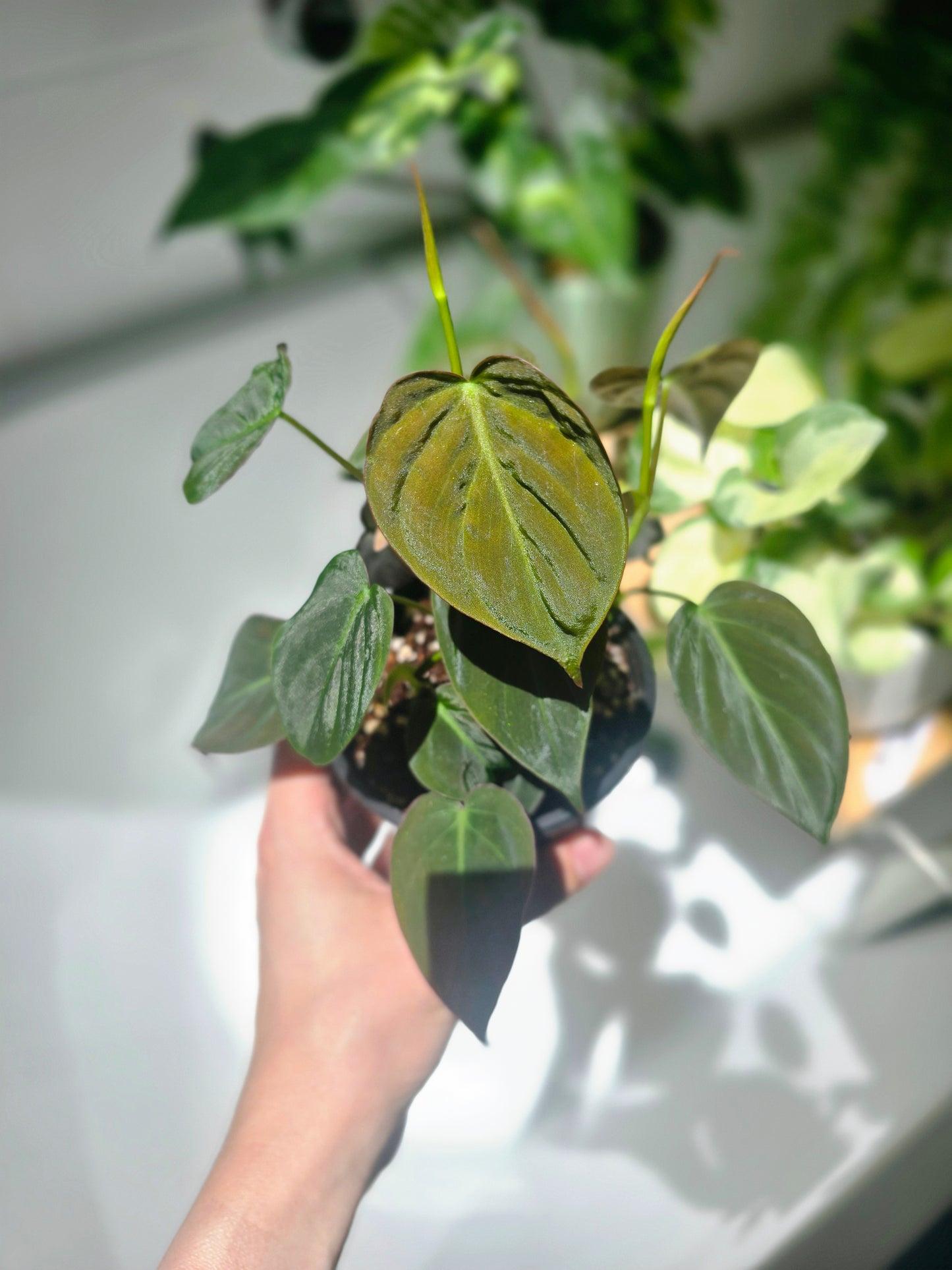 Philodendron Hederaceum 'Micans' - 100mm