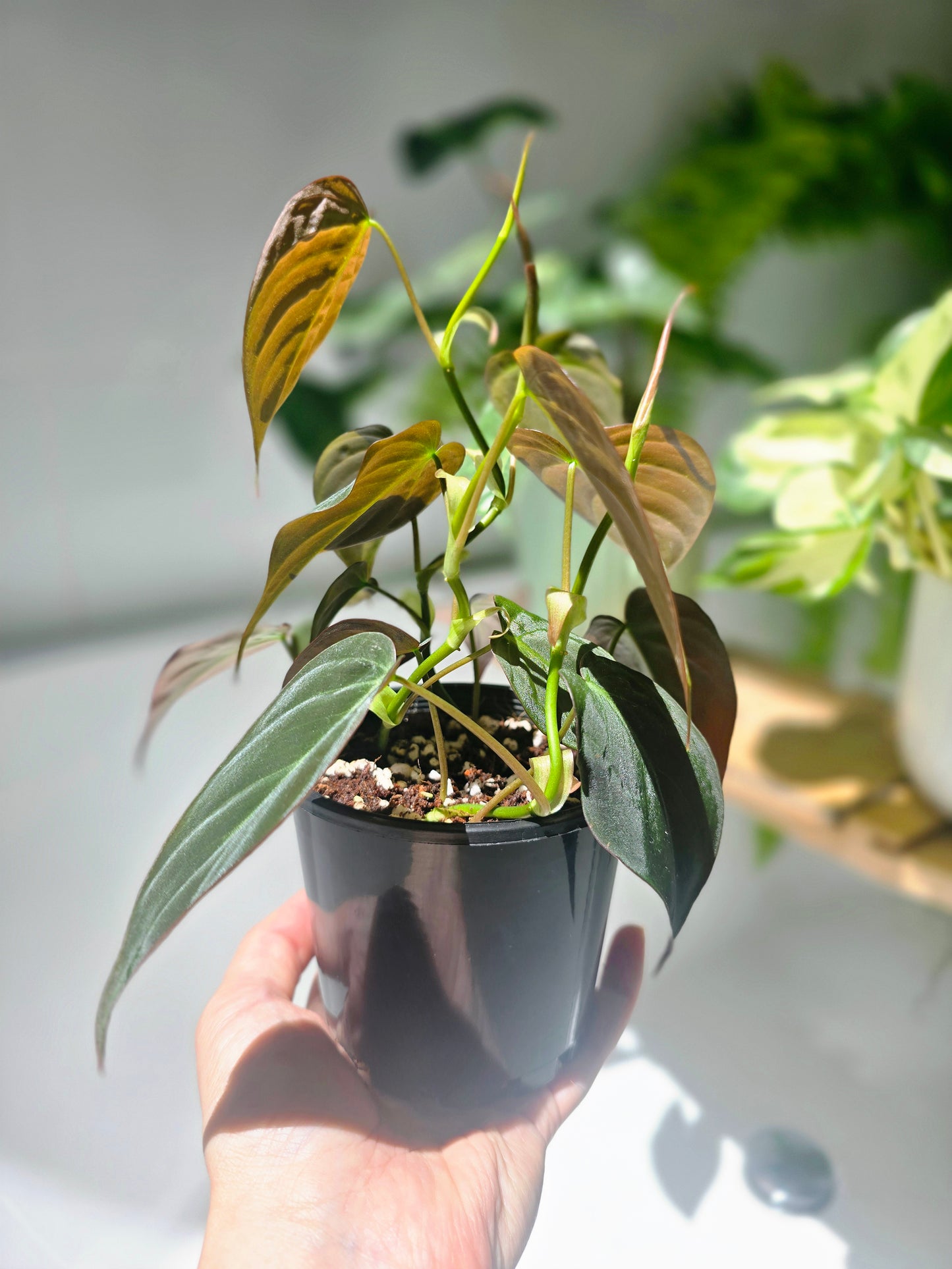 Philodendron Hederaceum 'Micans' - 100mm
