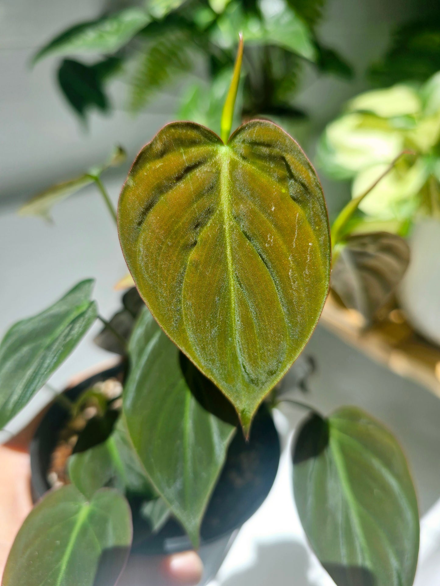 Philodendron Hederaceum 'Micans' - 100mm