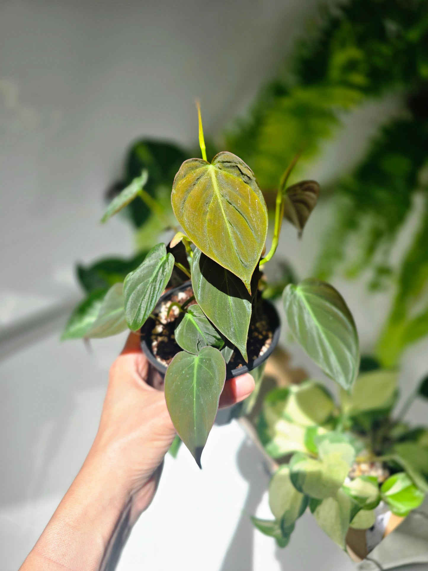 Philodendron Hederaceum 'Micans' - 100mm