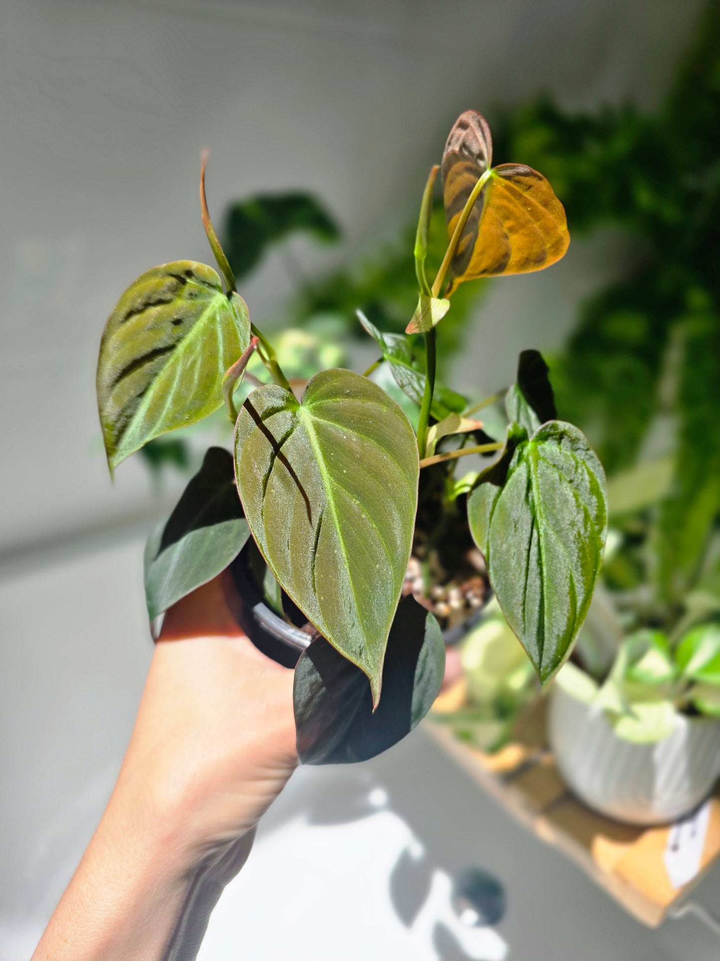 Philodendron Hederaceum 'Micans' - 100mm