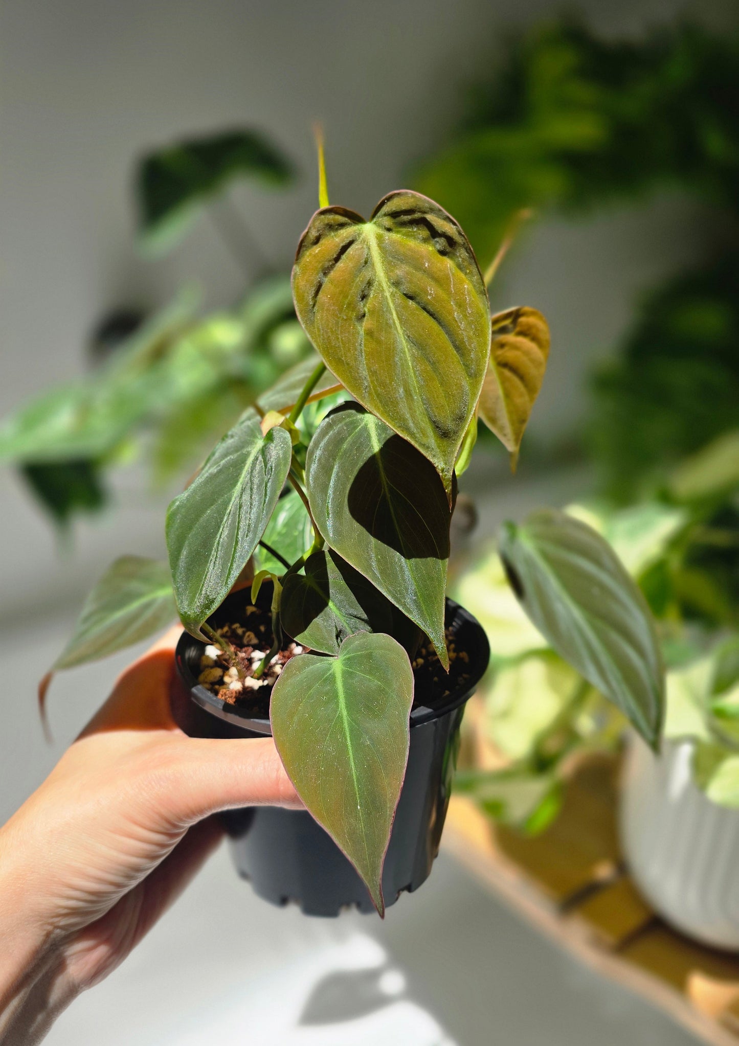 Philodendron Hederaceum 'Micans' - 100mm