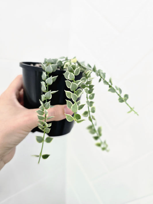 Dischidia Ruscifolia Variegata 'Million Hearts' - 100mm