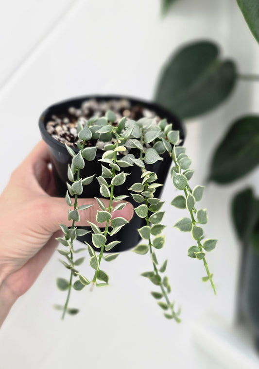 Dischidia Ruscifolia Variegata 'Million Hearts' - 100mm