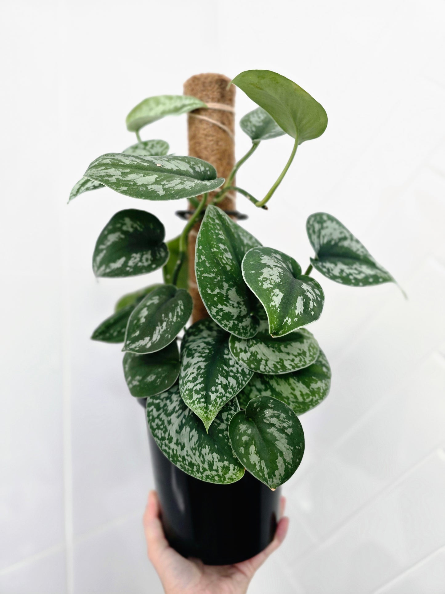 Scindapsus Pictus 'Silver Satin' Totem - 165mm