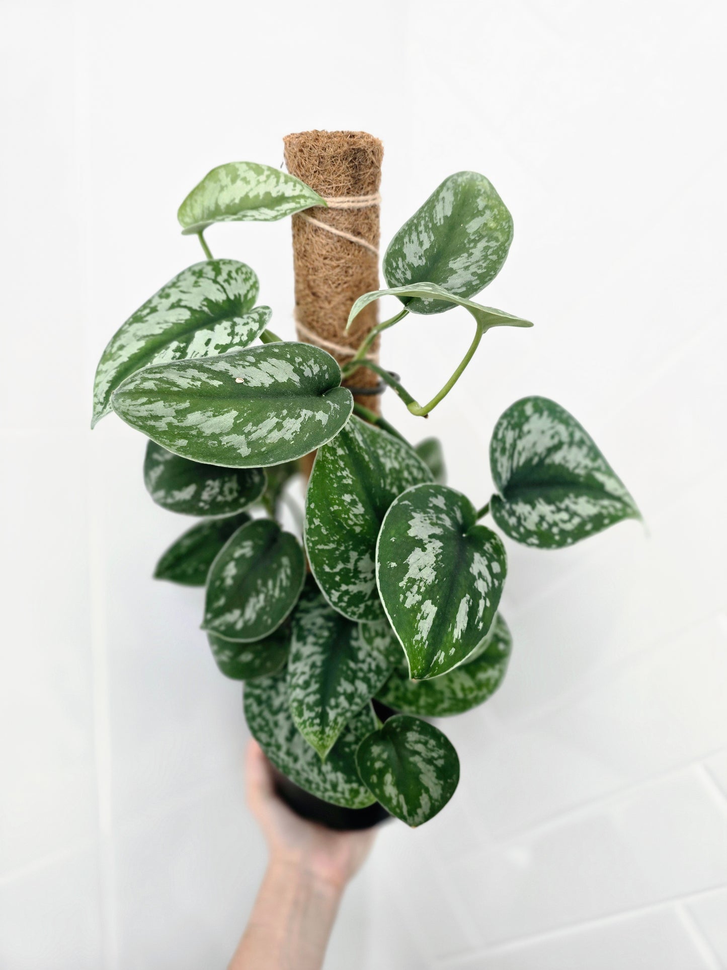 Scindapsus Pictus 'Silver Satin' Totem - 165mm