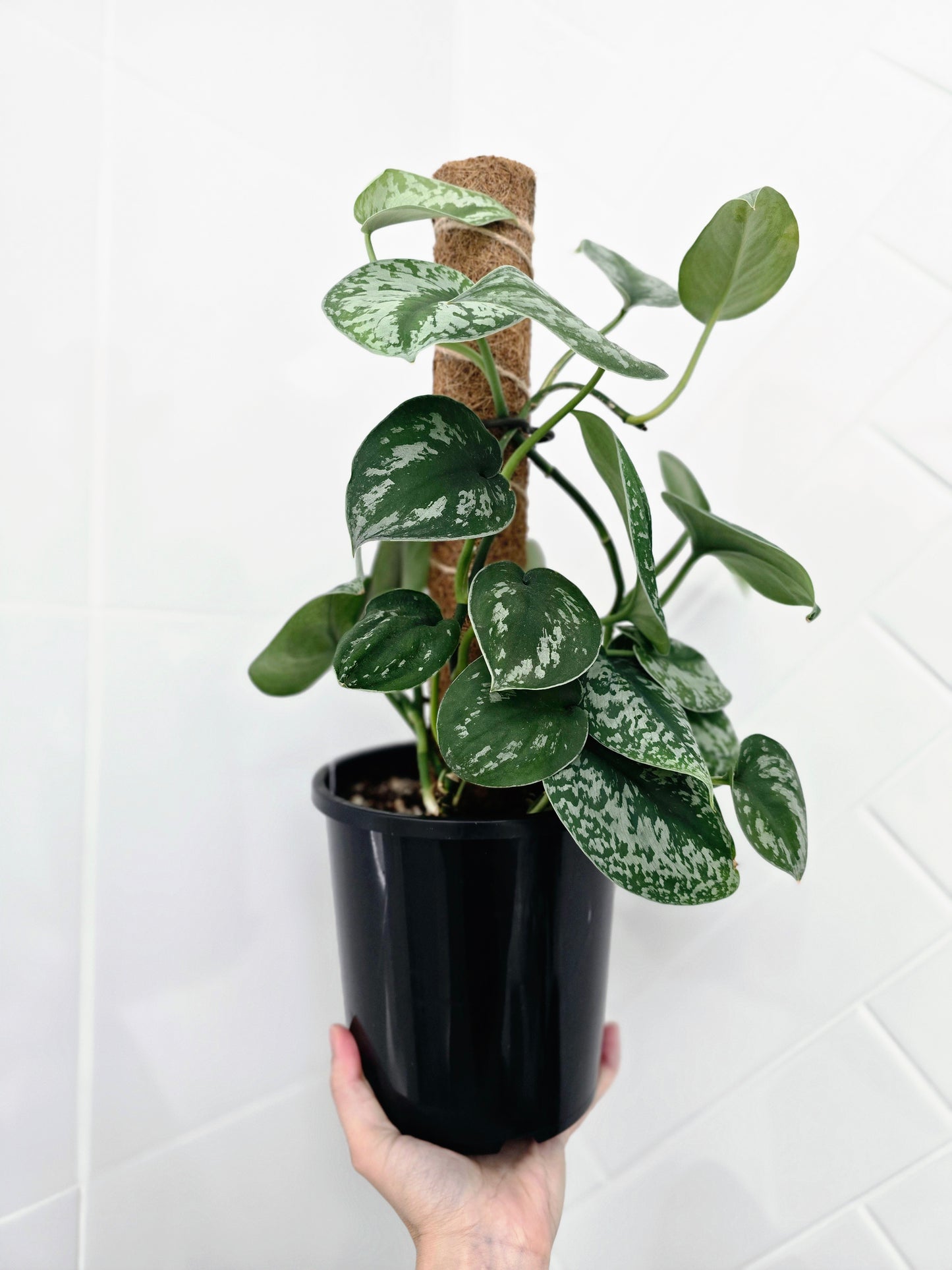 Scindapsus Pictus 'Silver Satin' Totem - 165mm