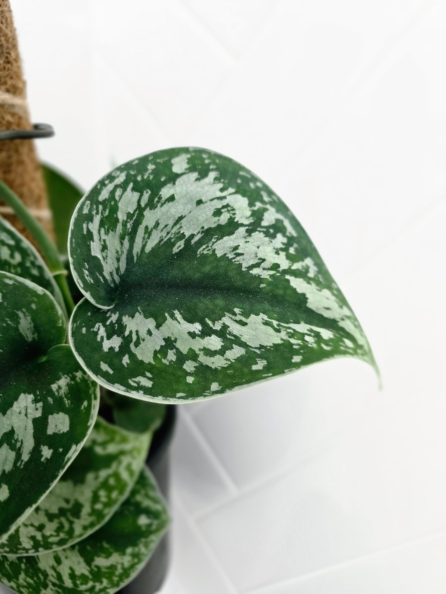 Scindapsus Pictus 'Silver Satin' Totem - 165mm