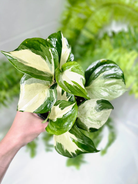 Epipremnum Aureum 'Manjula' - 118mm