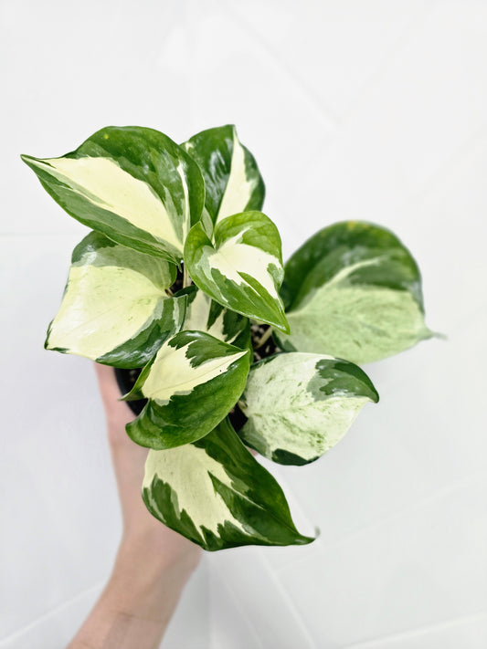 Epipremnum Aureum 'Manjula' - 118mm