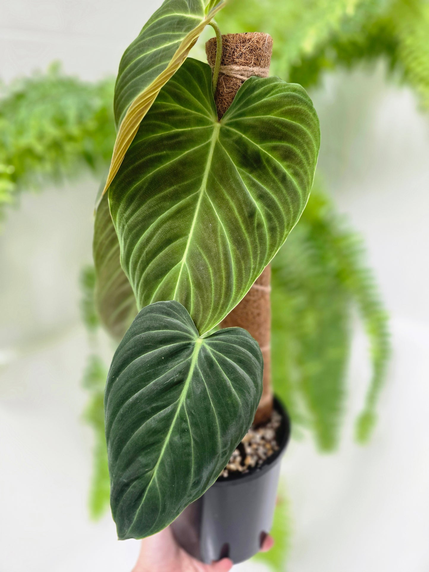 Philodendron 'Splendid' Totem - 140mm