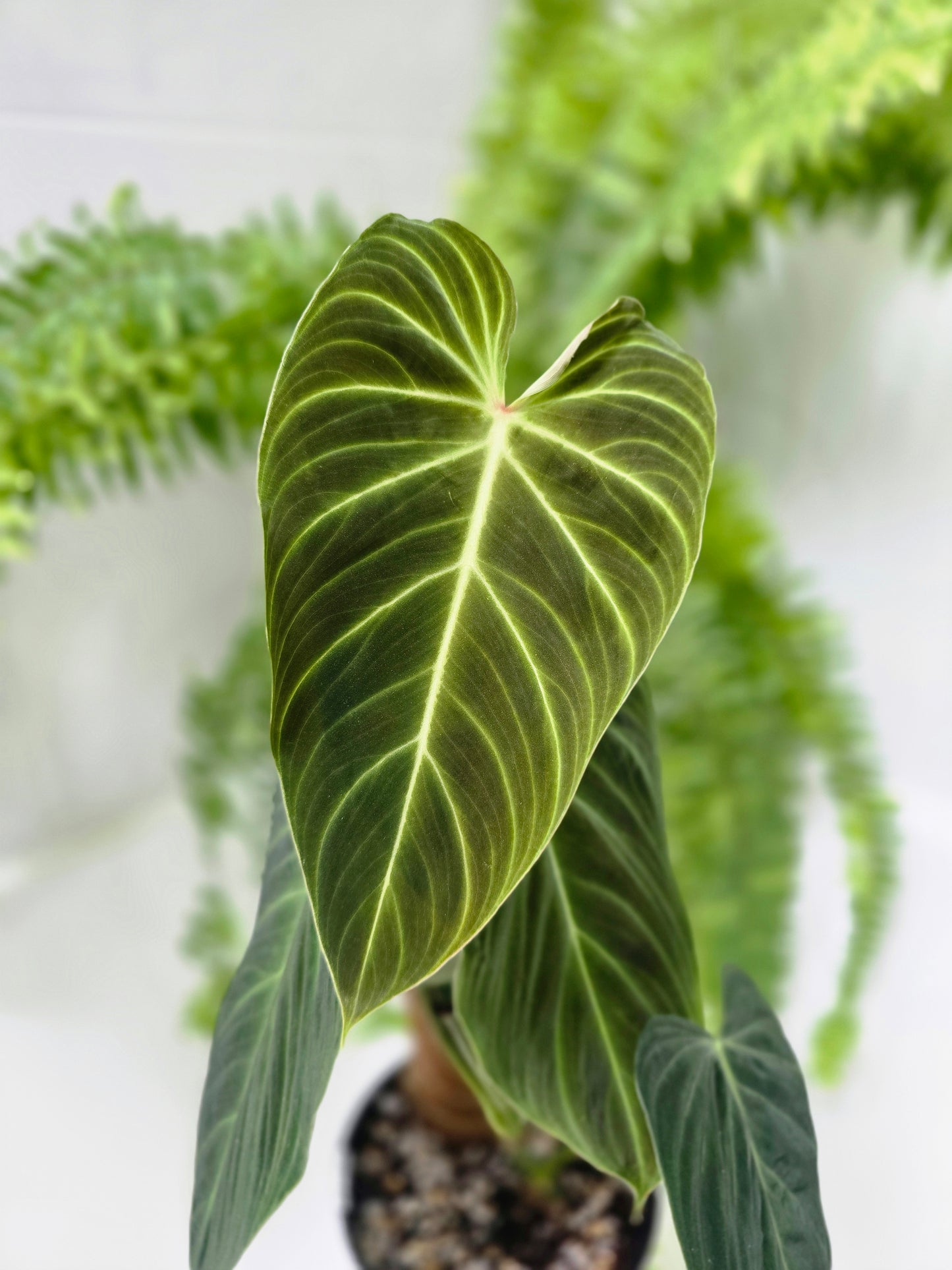 Philodendron 'Splendid' Totem - 140mm