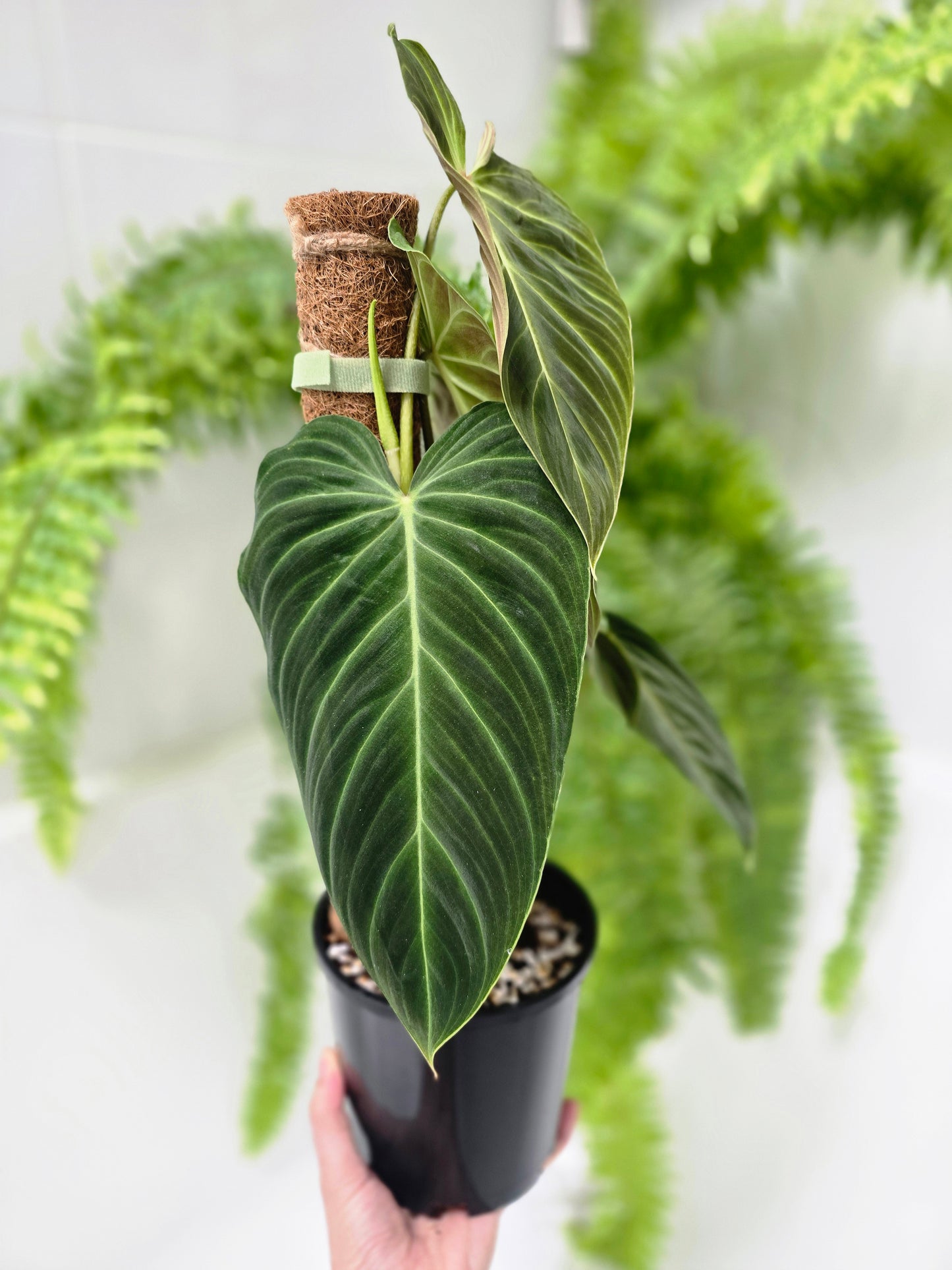 Philodendron 'Splendid' Totem - 140mm