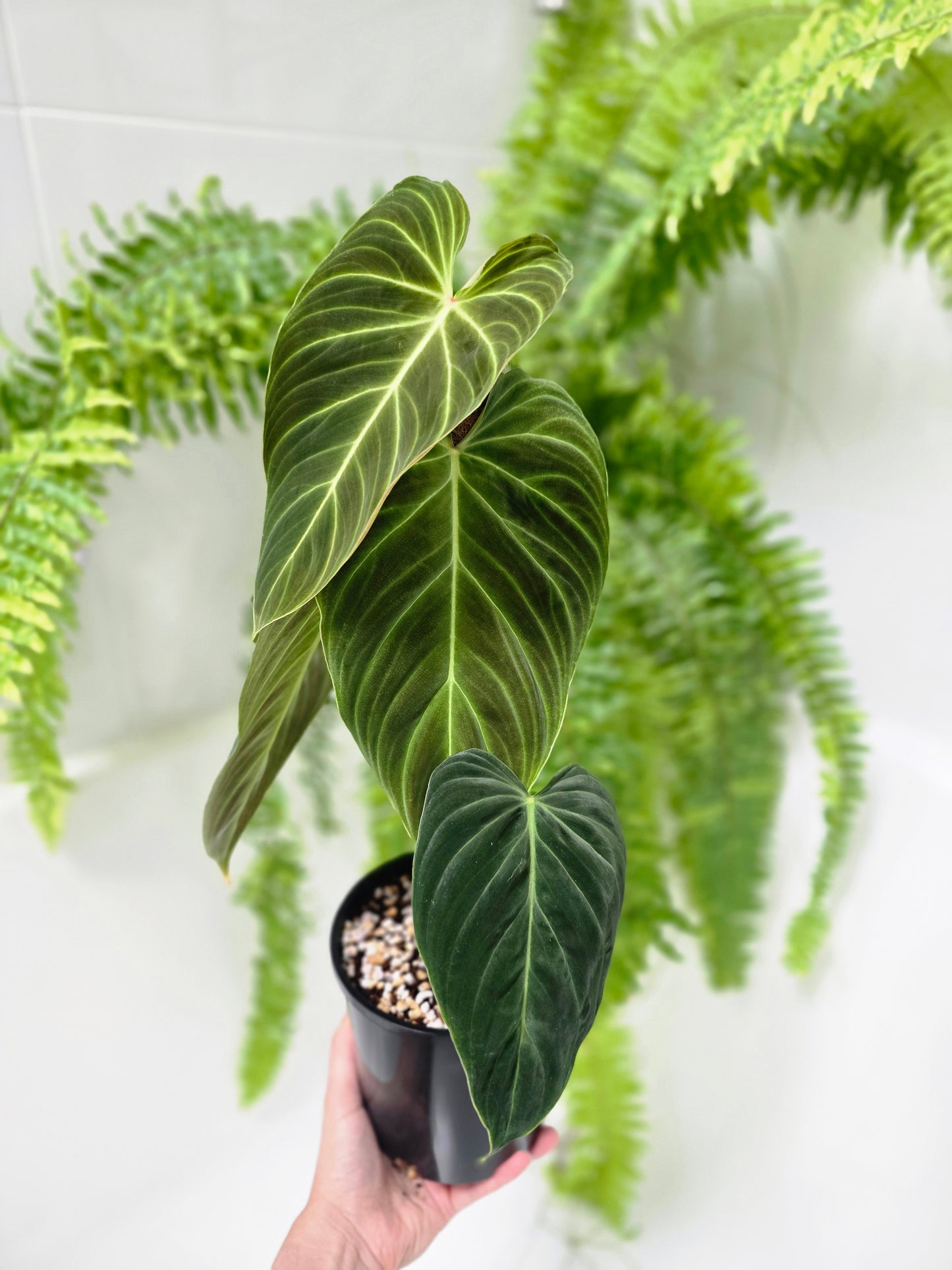 Philodendron 'Splendid' Totem - 140mm