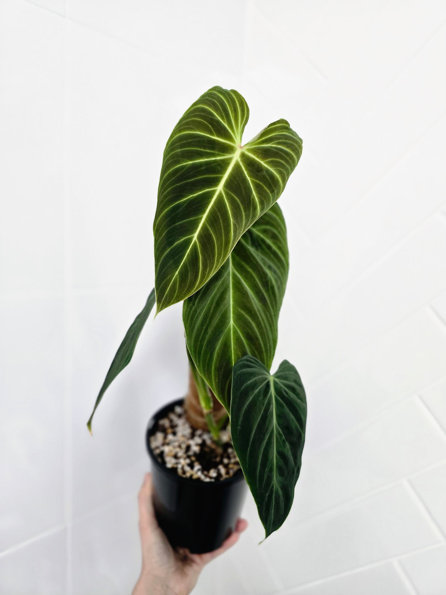 Philodendron 'Splendid' Totem - 140mm