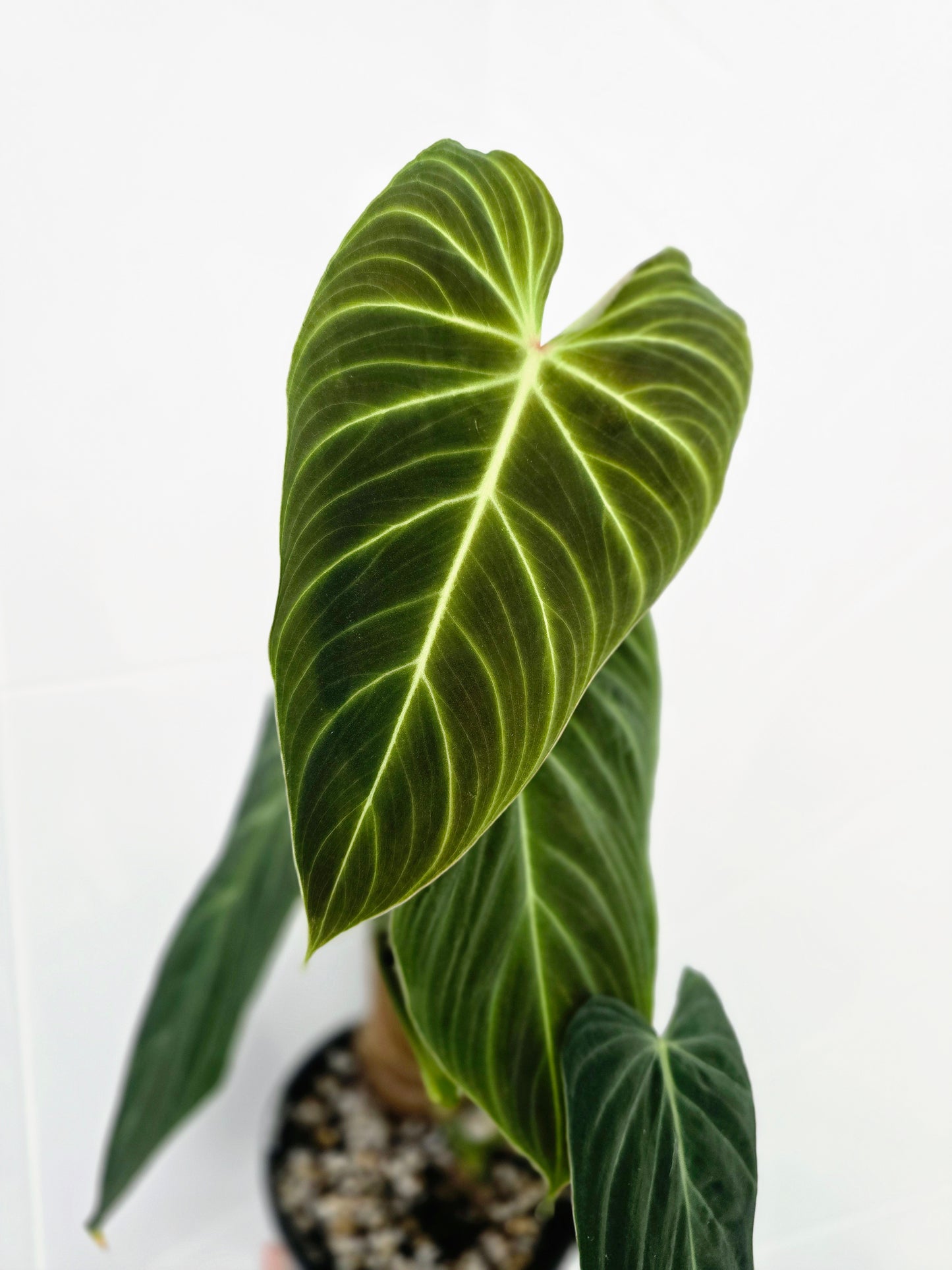 Philodendron 'Splendid' Totem - 140mm
