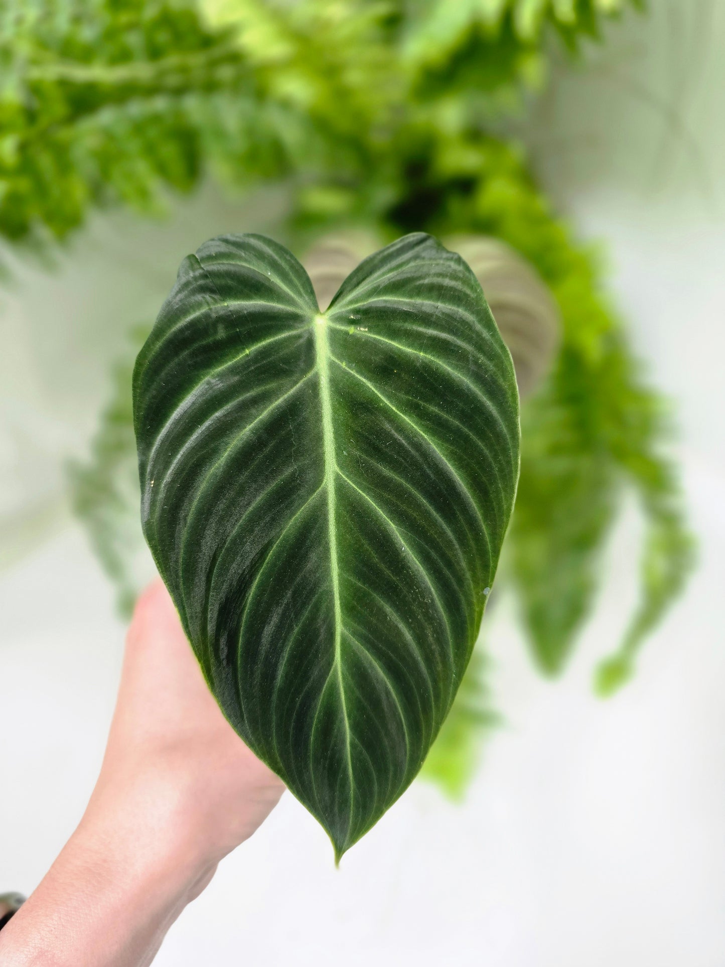 Philodendron 'Splendid' - 100mm