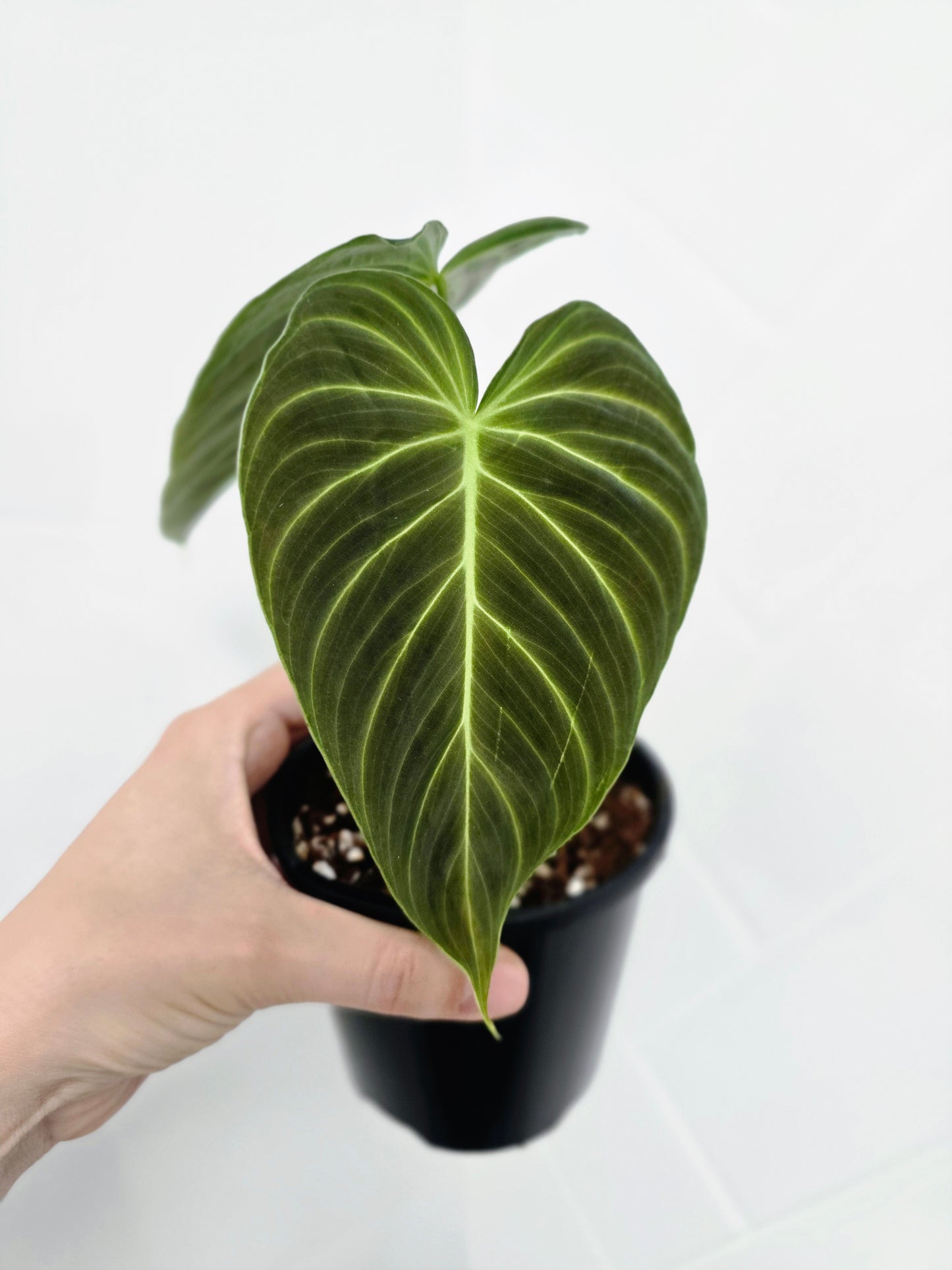 Philodendron 'Splendid' - 100mm