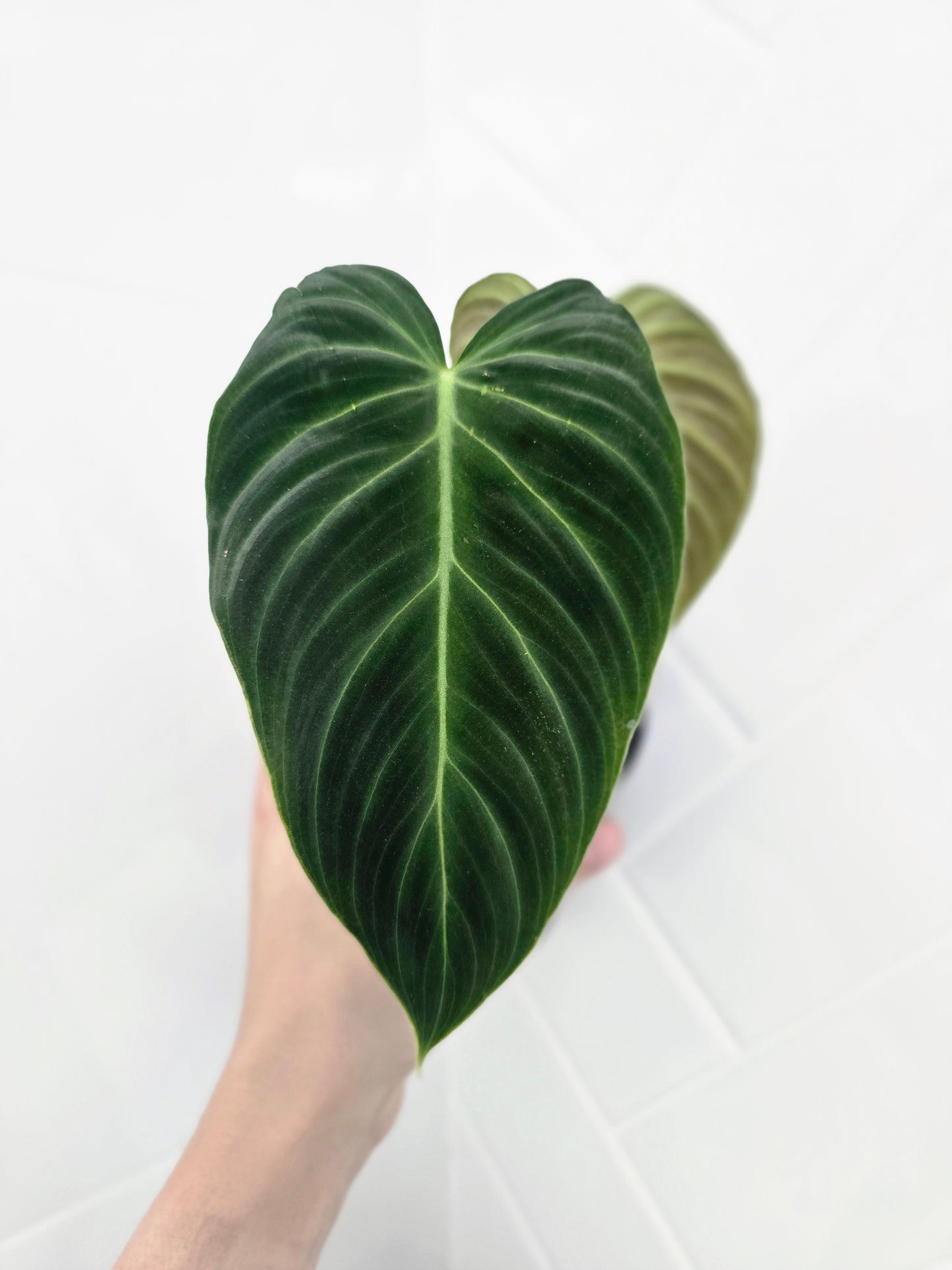 Philodendron 'Splendid' - 100mm