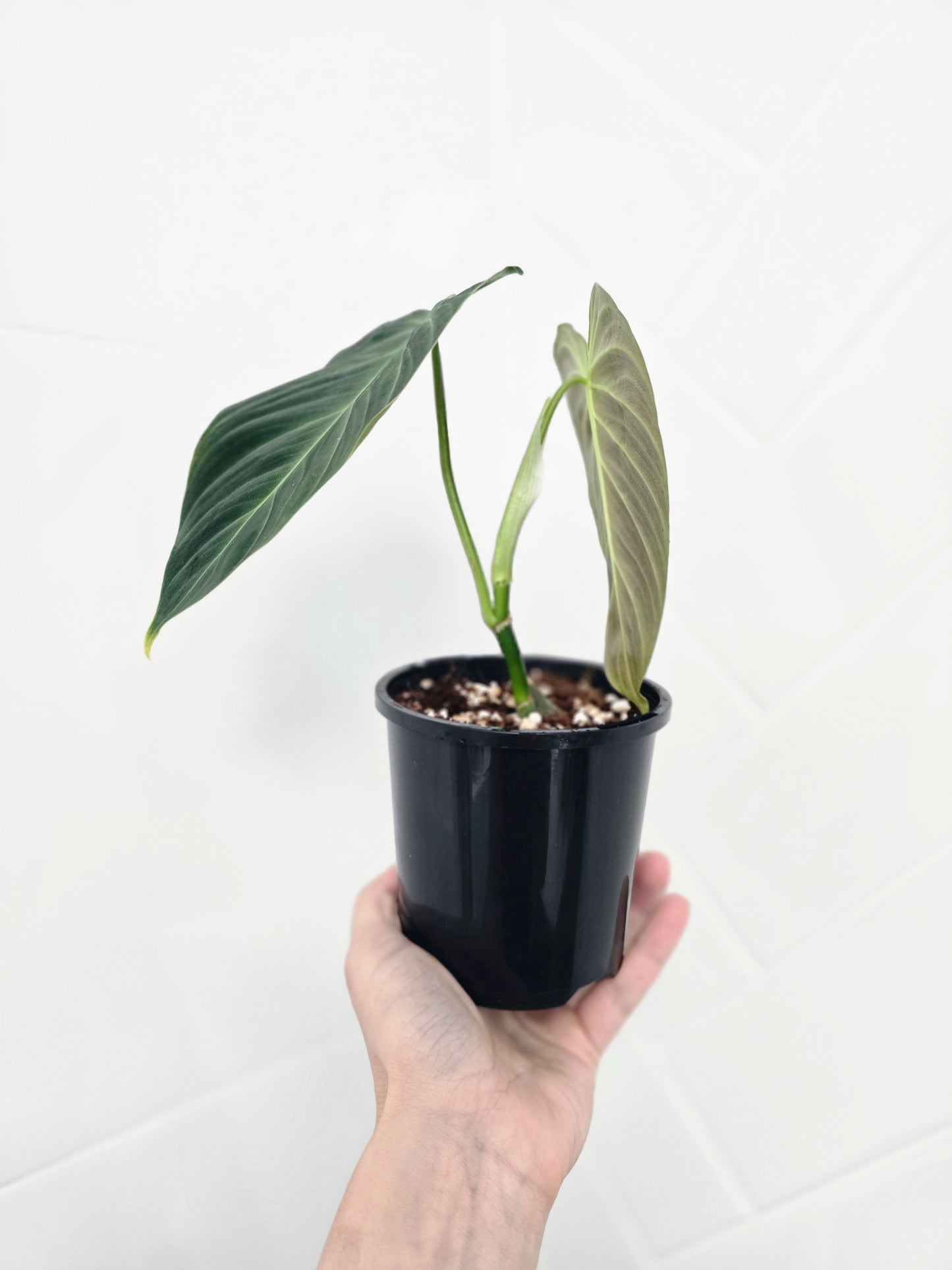 Philodendron 'Splendid' - 100mm