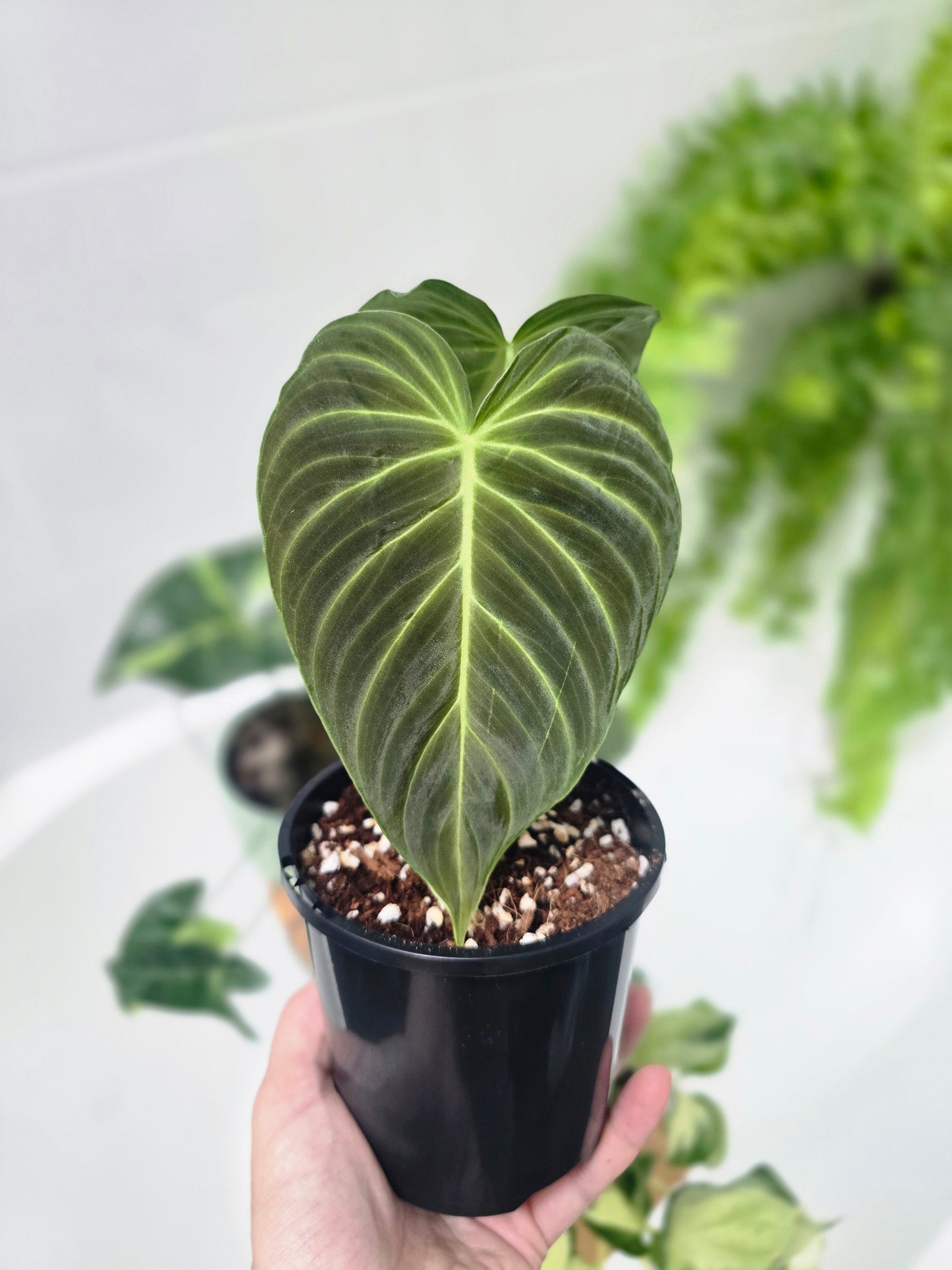 Philodendron 'Splendid' - 100mm