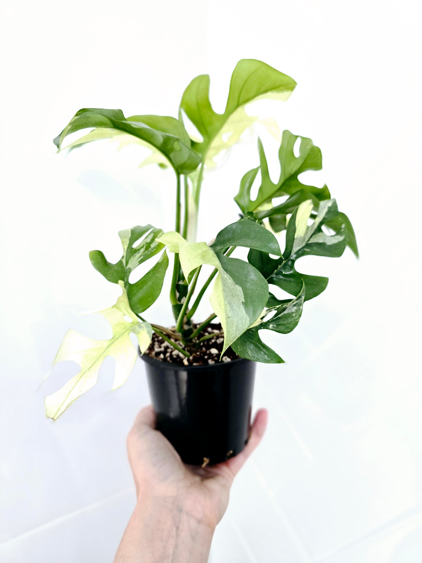 Rhaphidophora Tetrasperma Variegata 'Albo' Ladder - 100mm