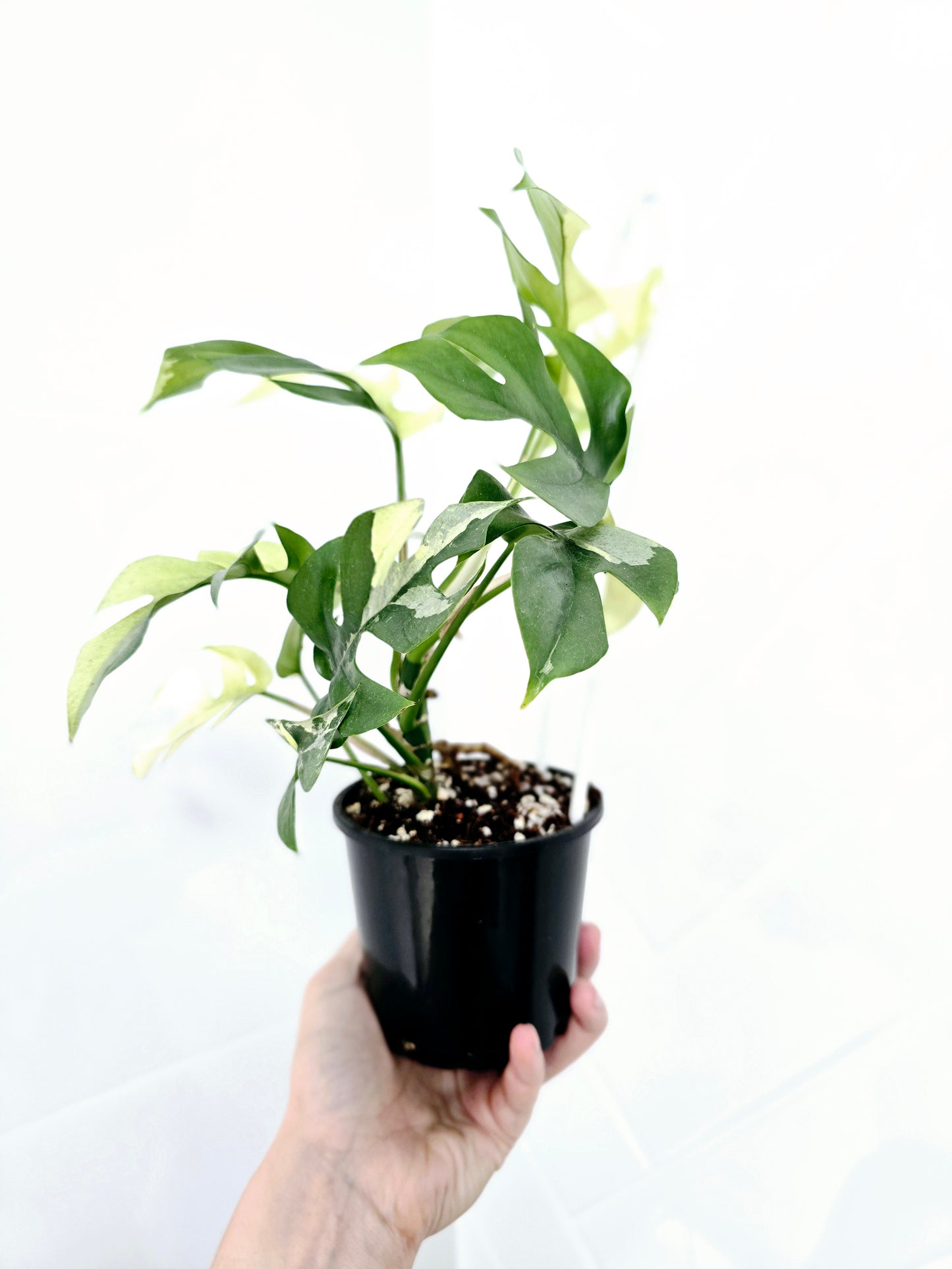 Rhaphidophora Tetrasperma Variegata 'Albo' Ladder - 100mm