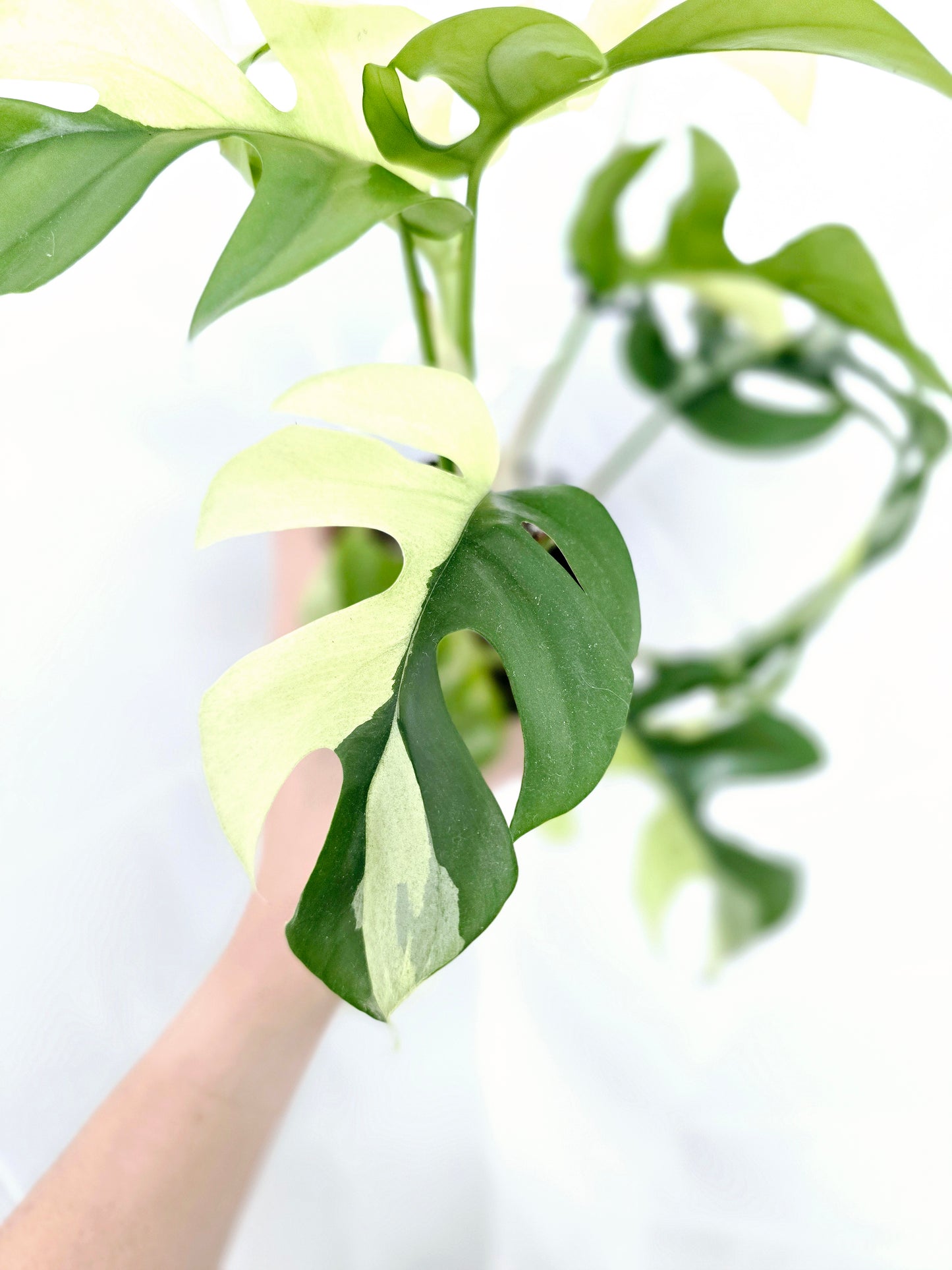 Rhaphidophora Tetrasperma Variegata 'Albo' Ladder - 100mm