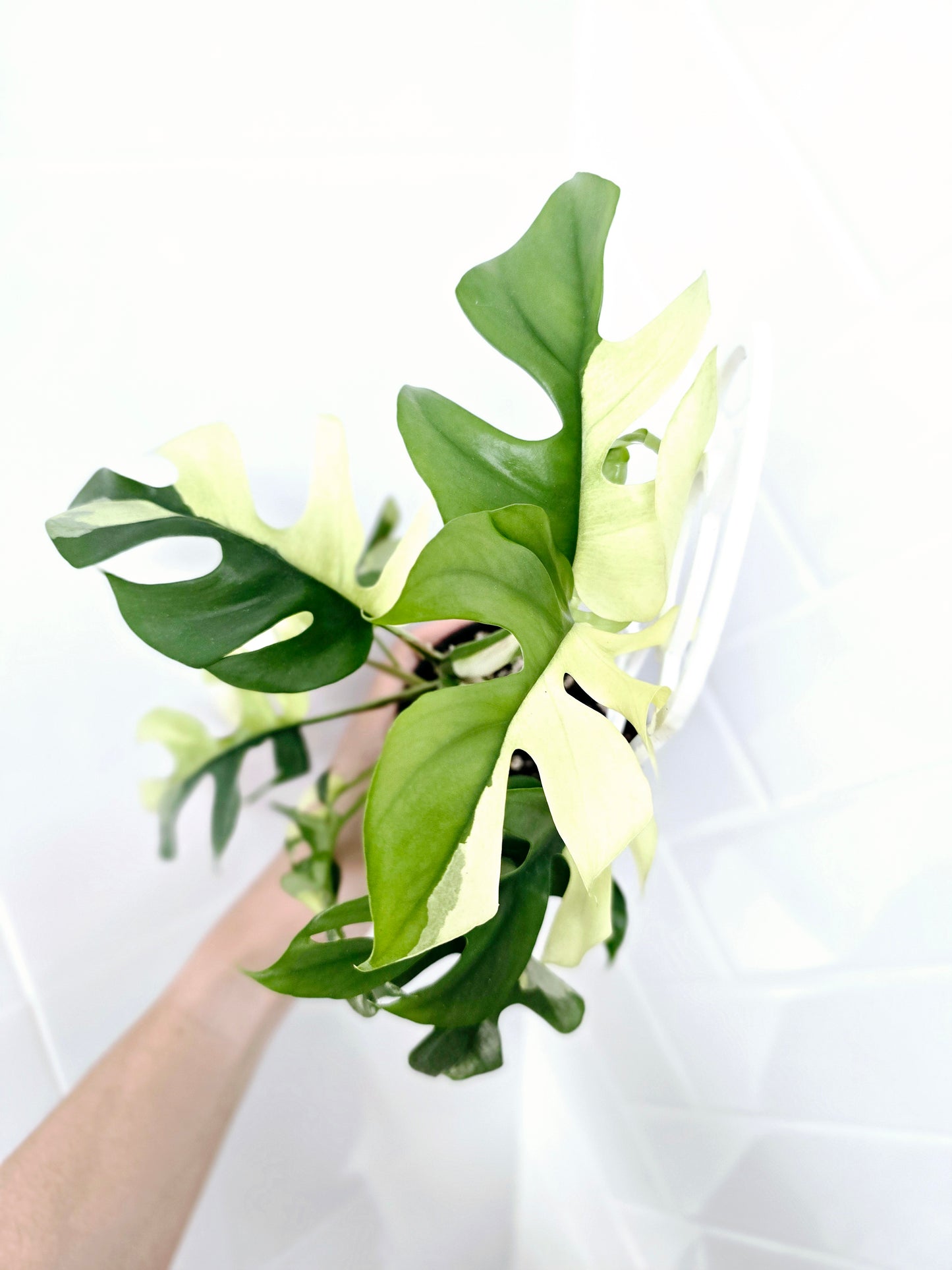 Rhaphidophora Tetrasperma Variegata 'Albo' Ladder - 100mm