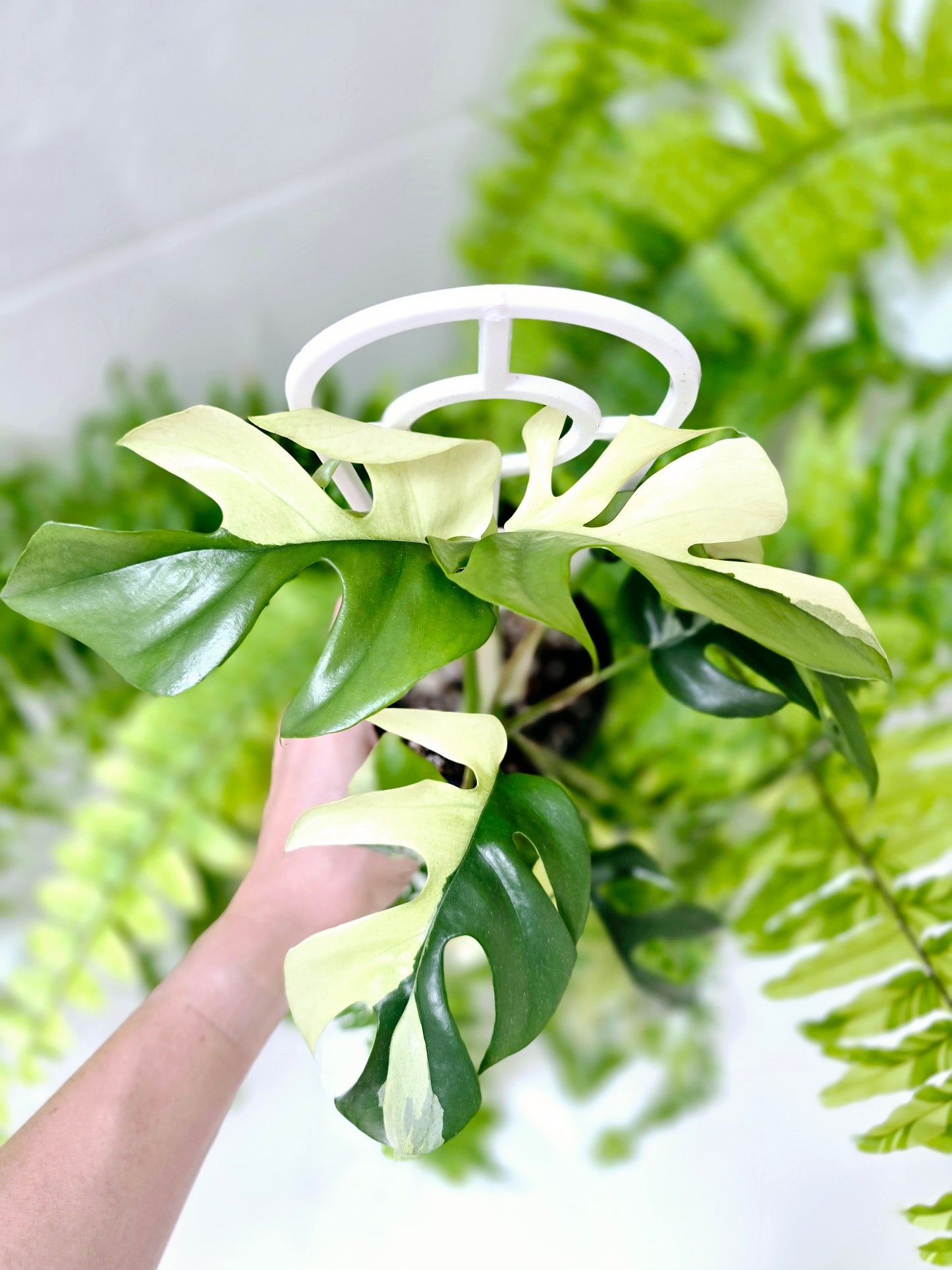 Rhaphidophora Tetrasperma Variegata 'Albo' Ladder - 100mm