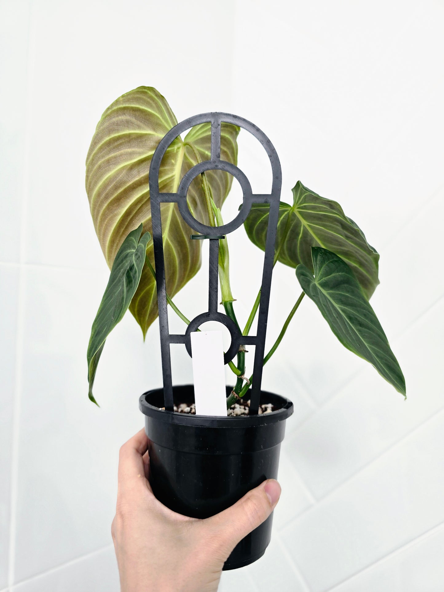 Philodendron 'Splendid' Ladder - 118mm