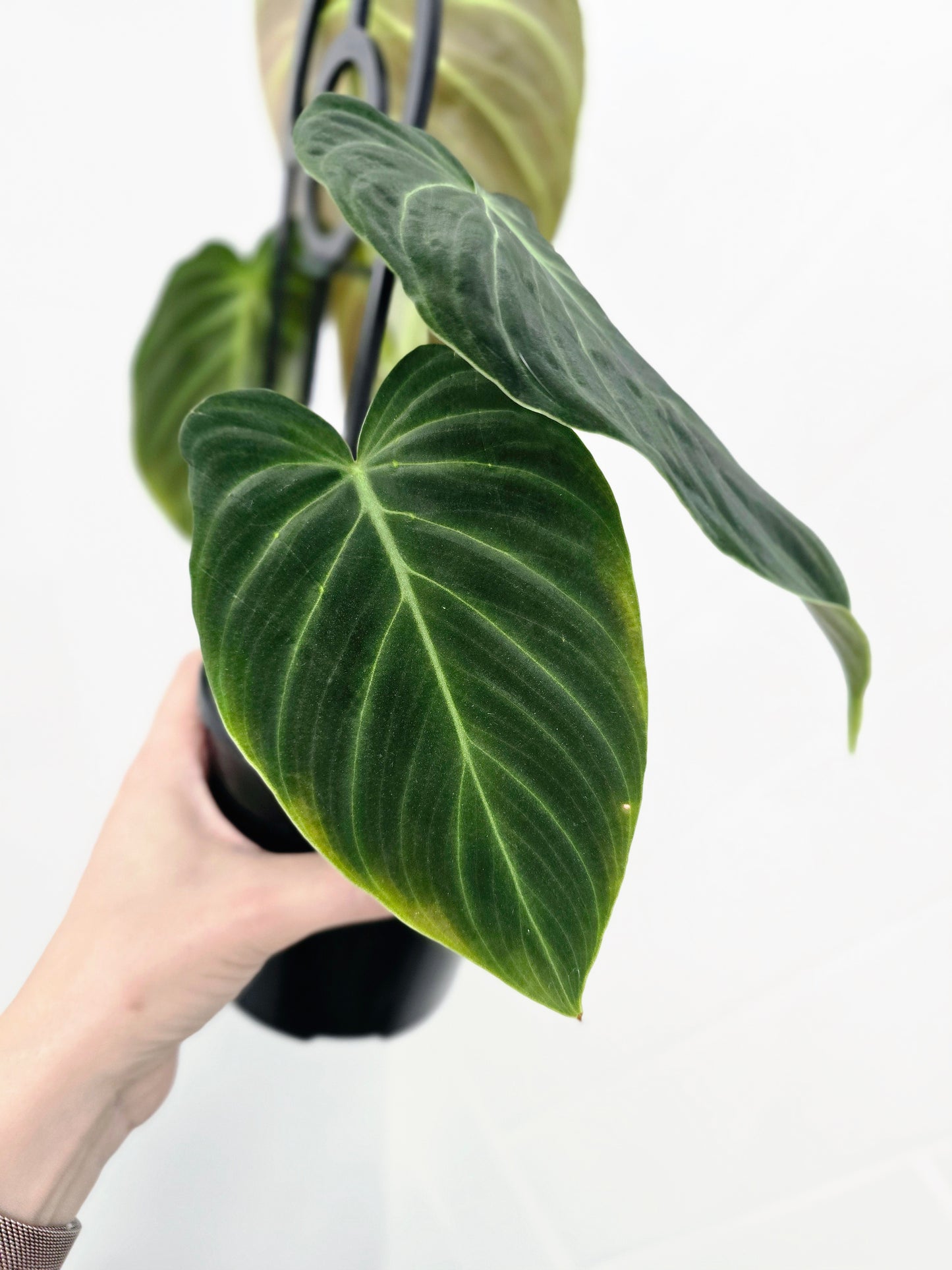 Philodendron 'Splendid' Ladder - 118mm
