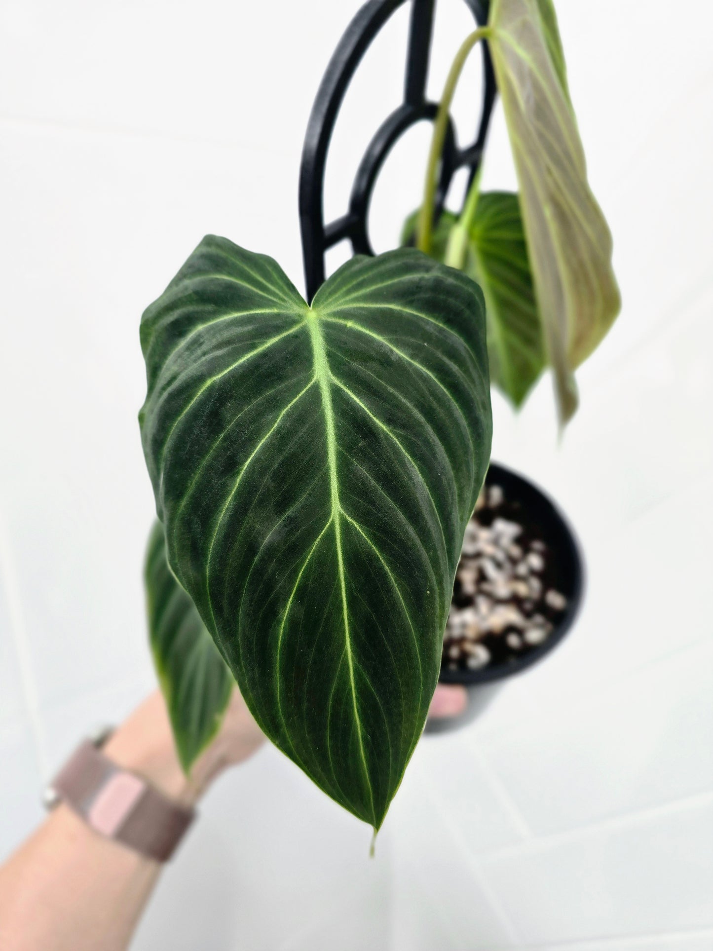 Philodendron 'Splendid' Ladder - 118mm