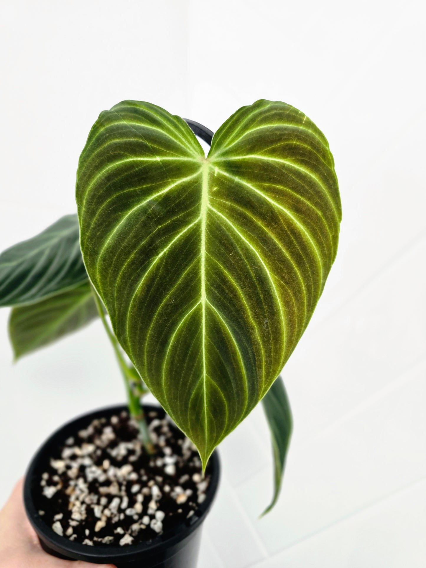 Philodendron 'Splendid' Ladder - 118mm