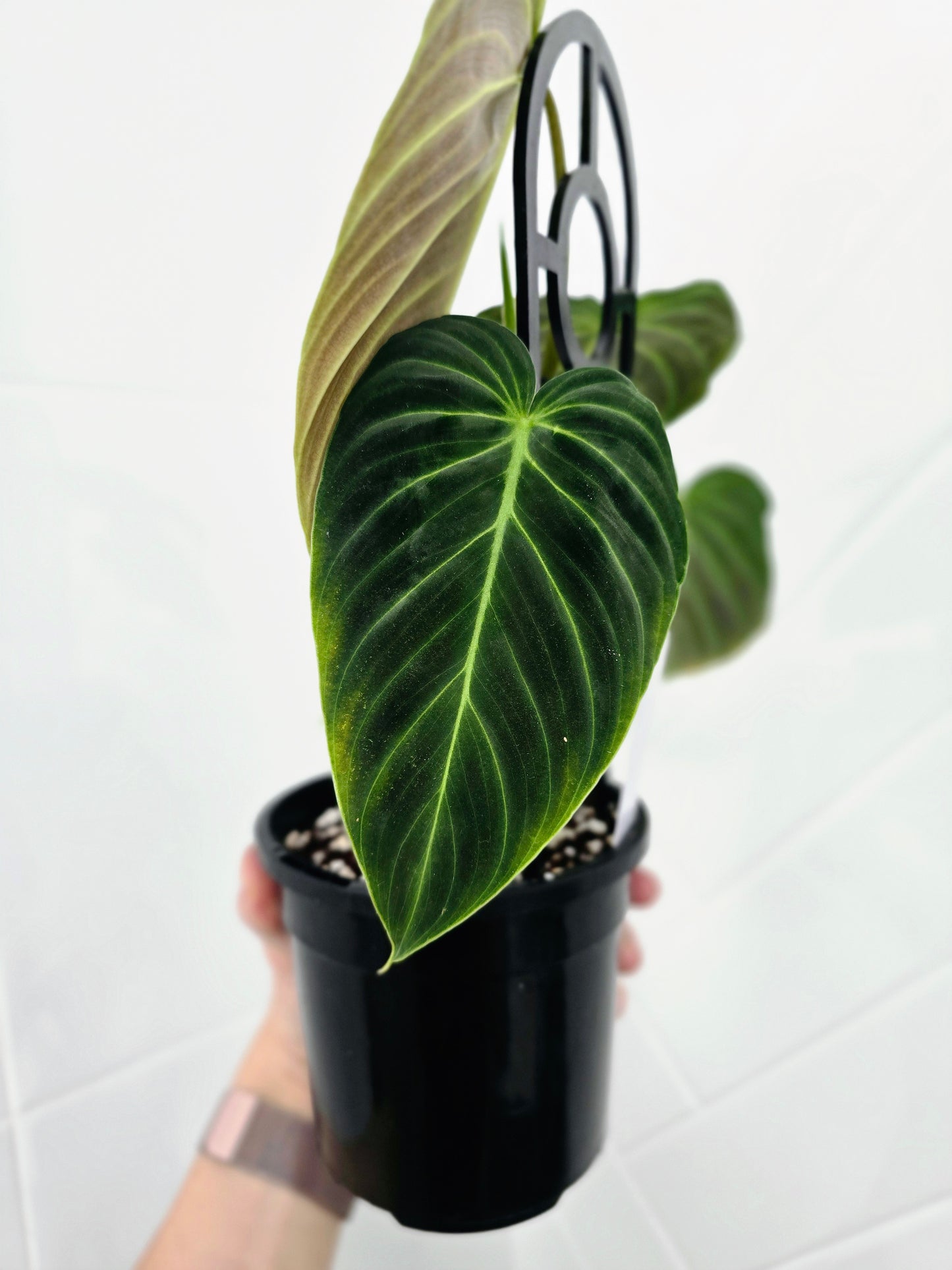 Philodendron 'Splendid' Ladder - 118mm
