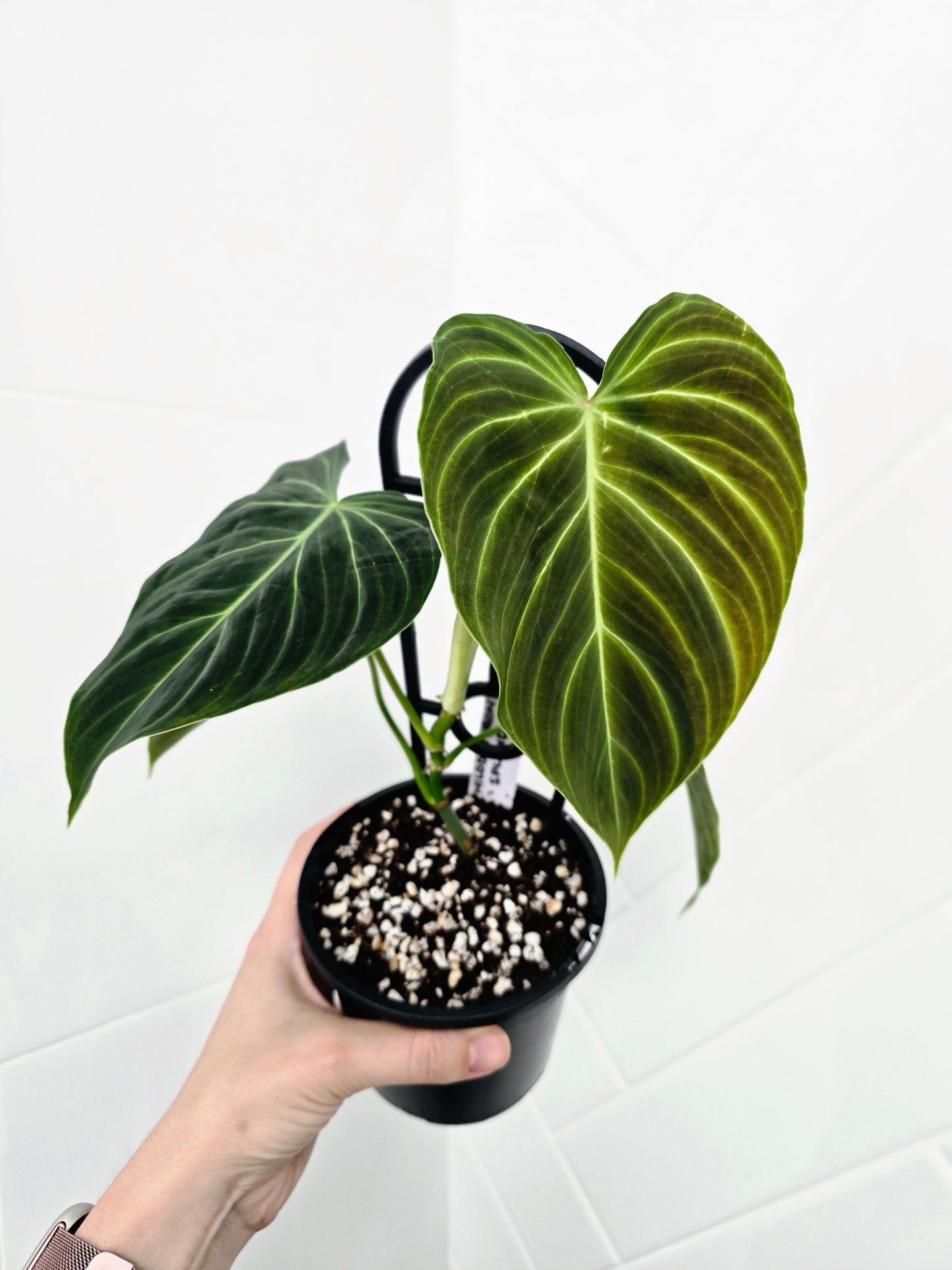 Philodendron 'Splendid' Ladder - 118mm
