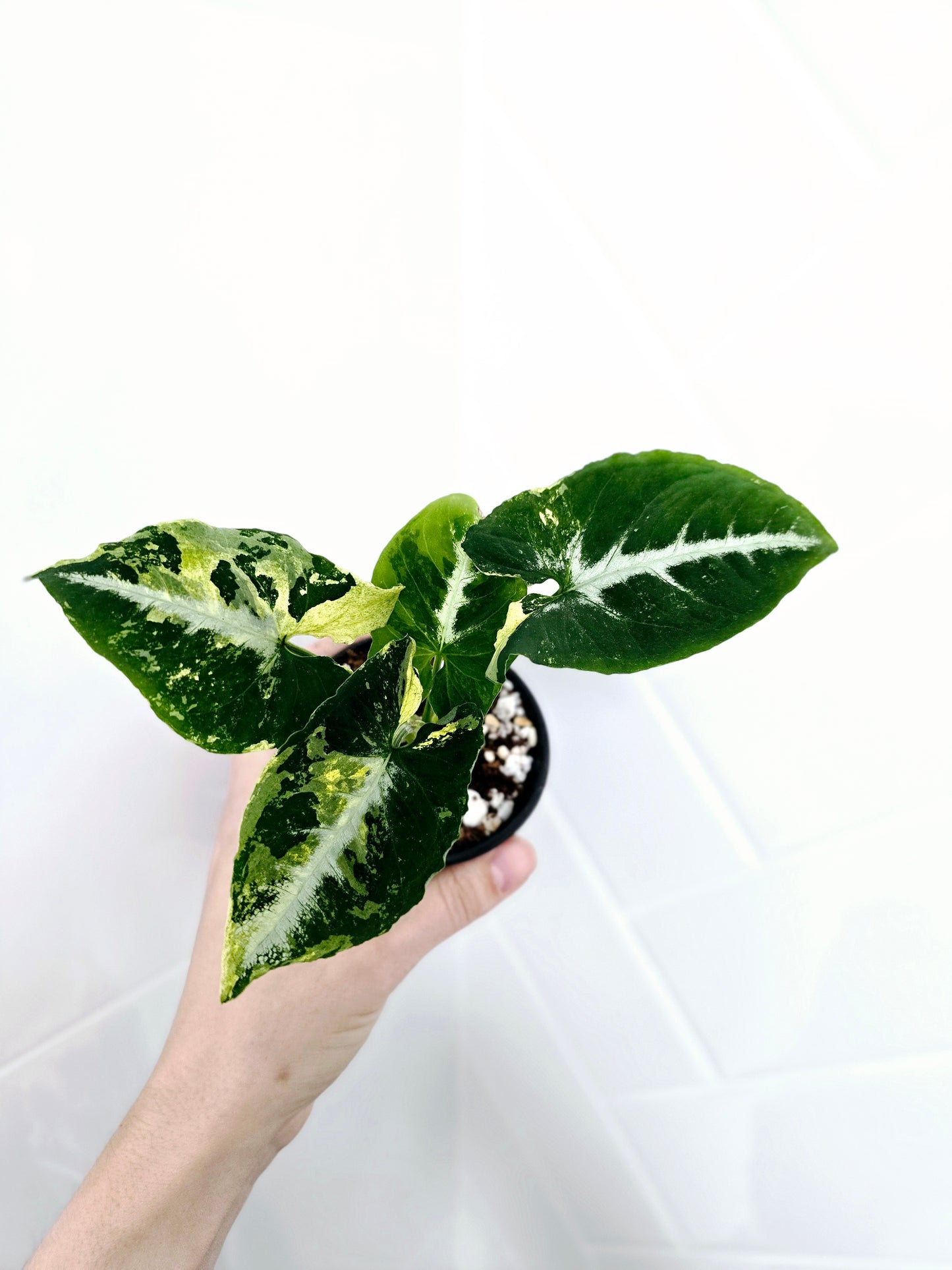 Syngonium Podophyllum 'Scrambled Eggs' - 80mm