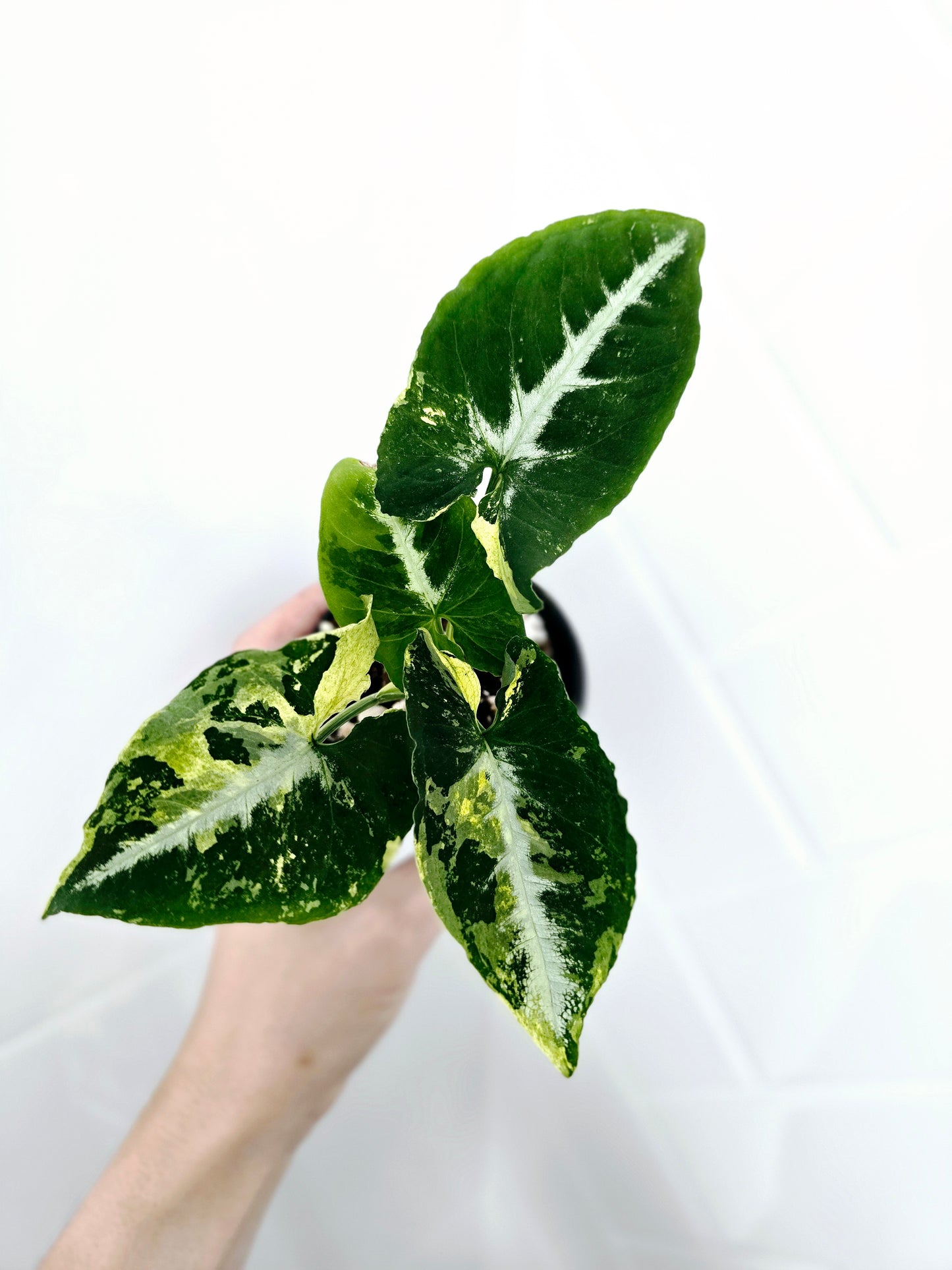 Syngonium Podophyllum 'Scrambled Eggs' - 80mm