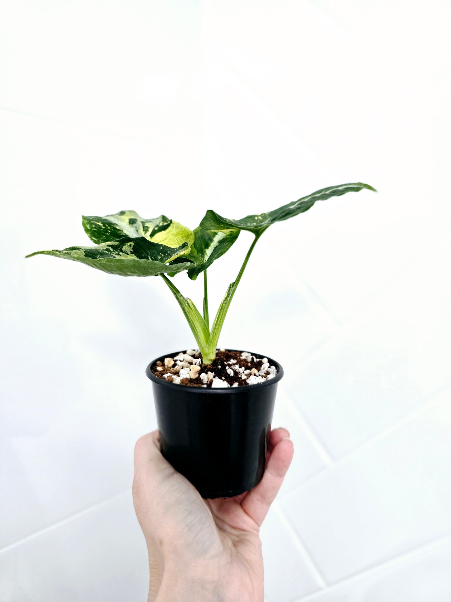 Syngonium Podophyllum 'Scrambled Eggs' - 80mm