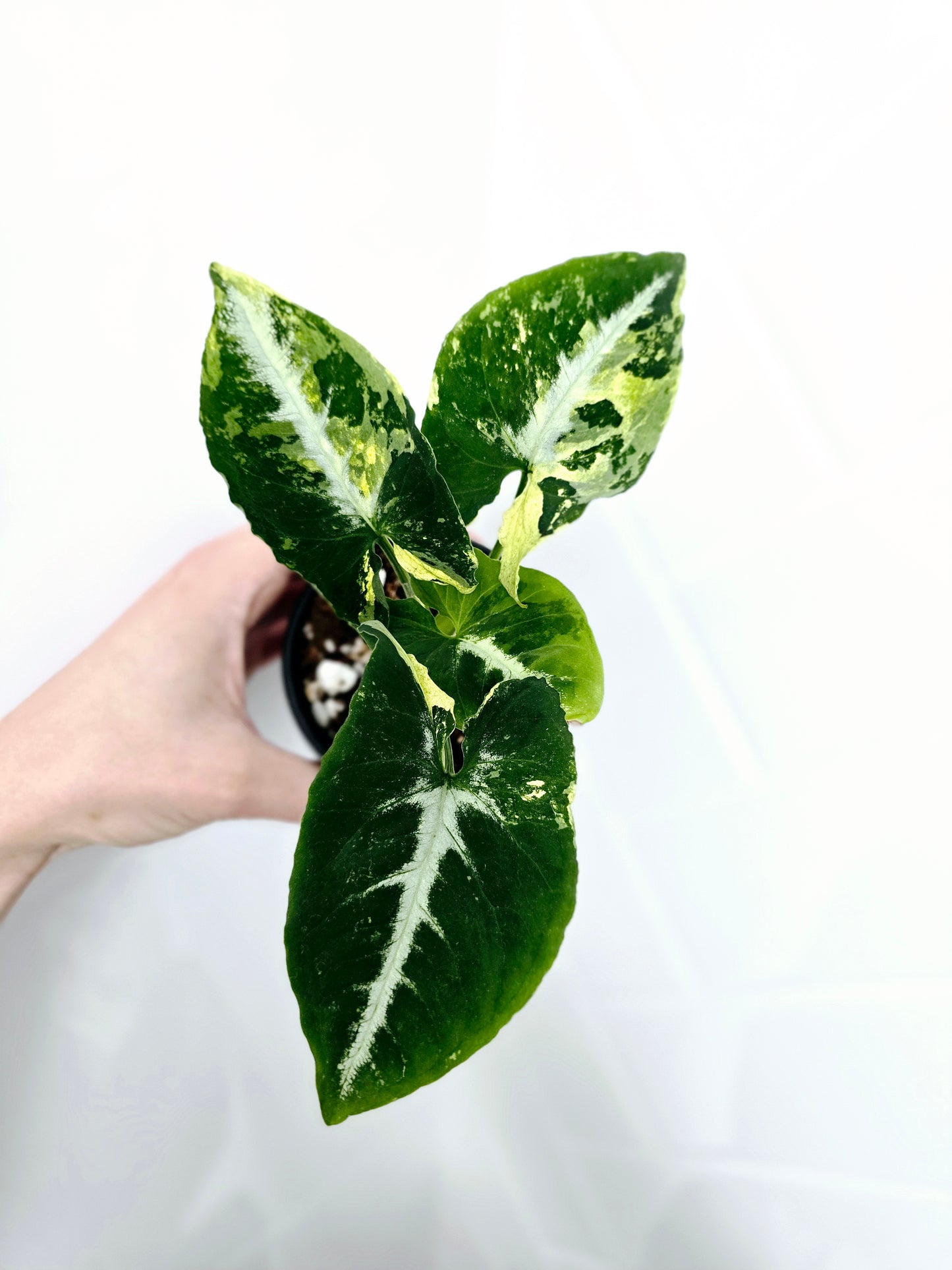 Syngonium Podophyllum 'Scrambled Eggs' - 80mm