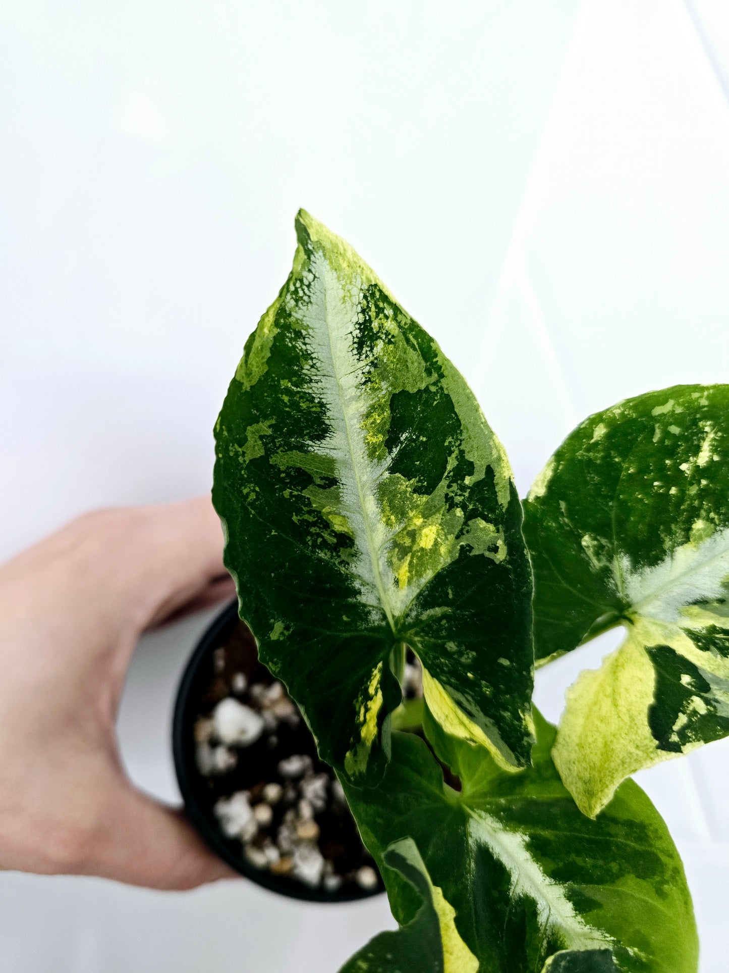 Syngonium Podophyllum 'Scrambled Eggs' - 80mm
