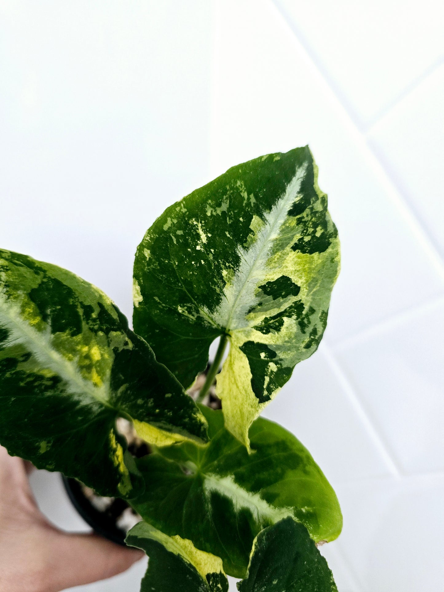 Syngonium Podophyllum 'Scrambled Eggs' - 80mm