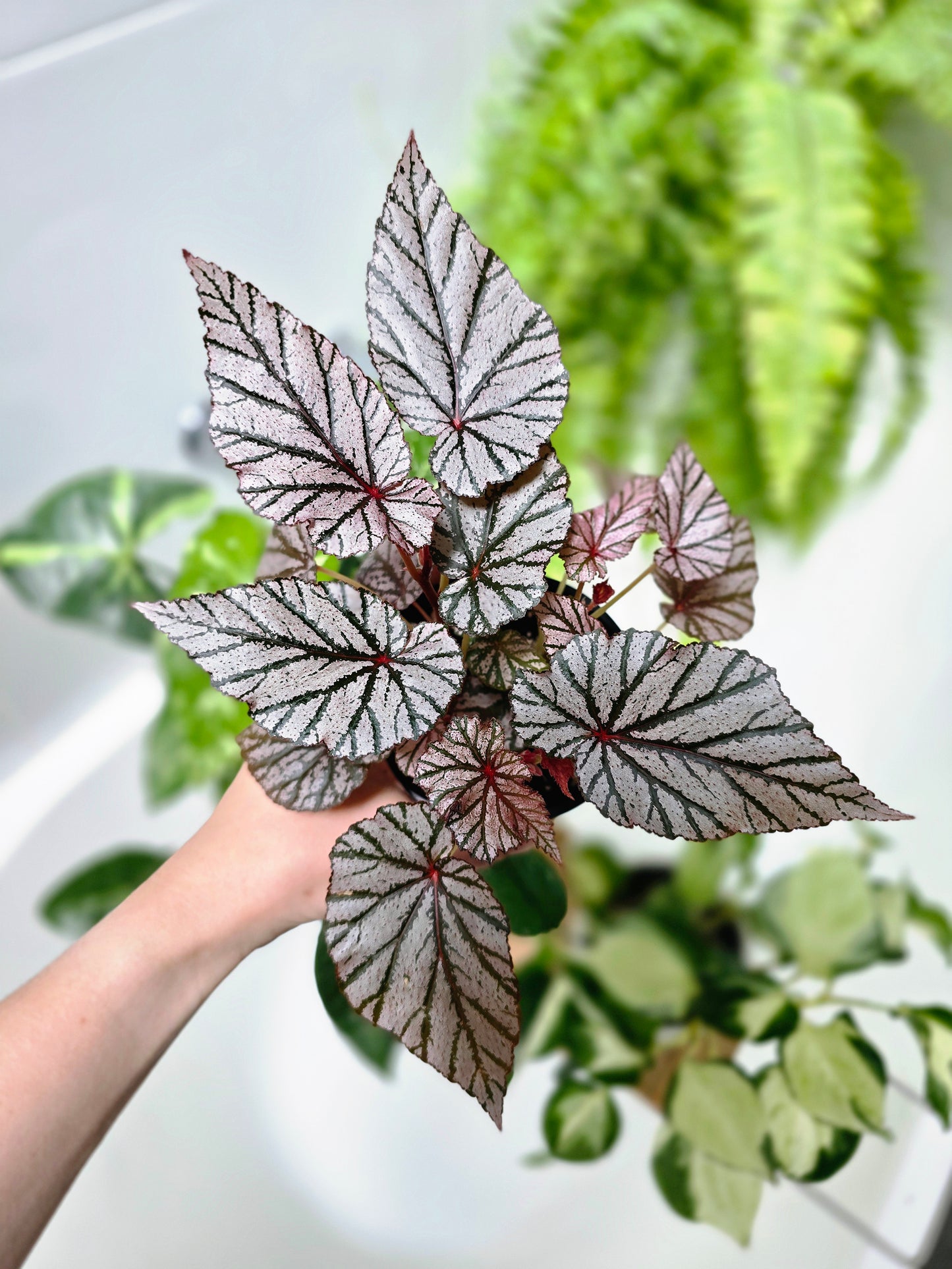 Begonia Maculata 'Ashura' - 100mm