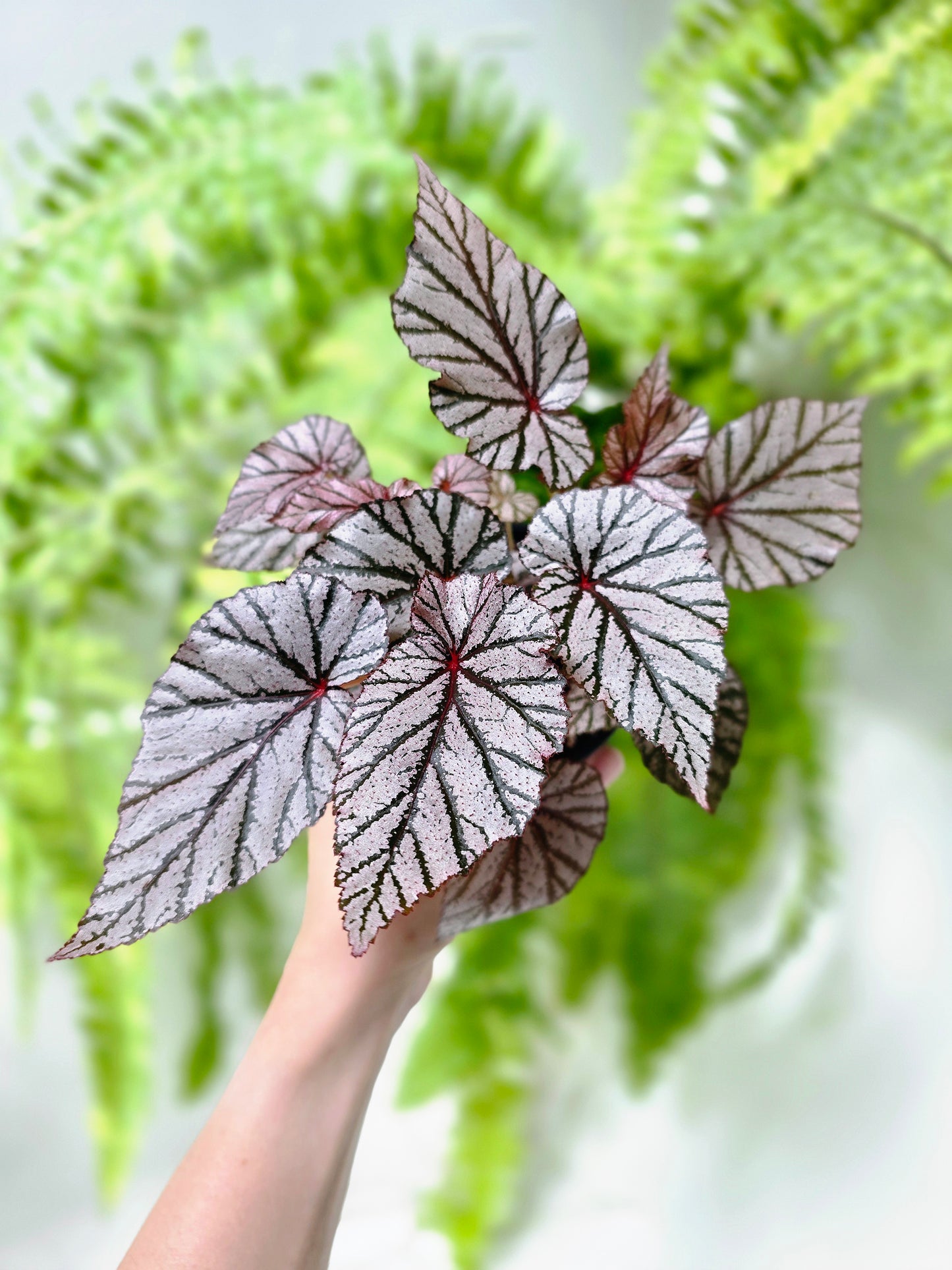 Begonia Maculata 'Ashura' - 100mm