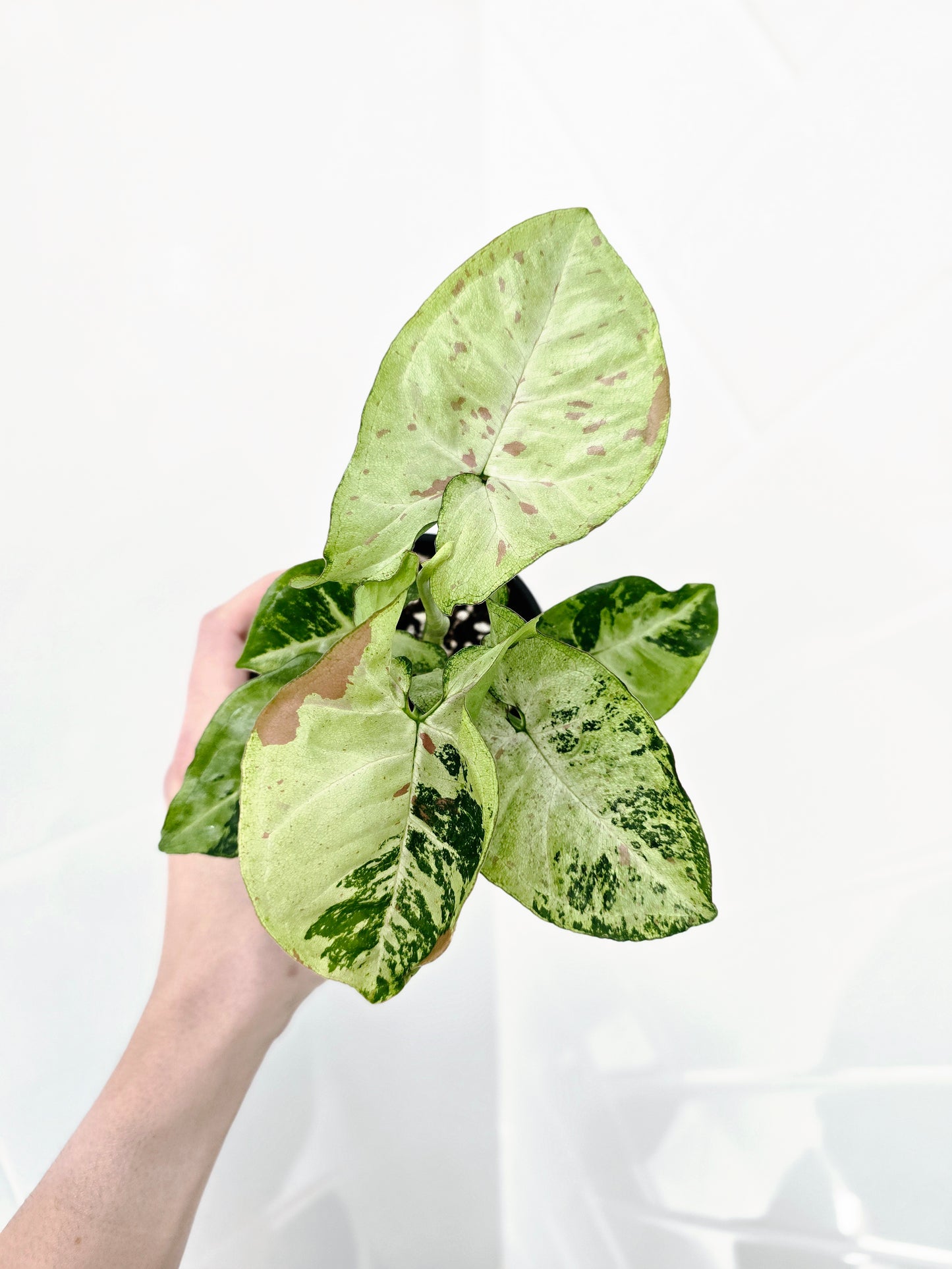 Syngonium Podophyllum 'Confetti Tricolour' - 100mm
