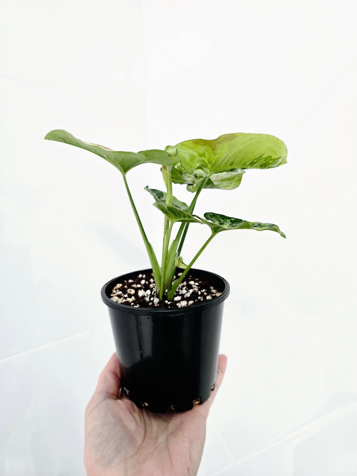 Syngonium Podophyllum 'Confetti Tricolour' - 100mm
