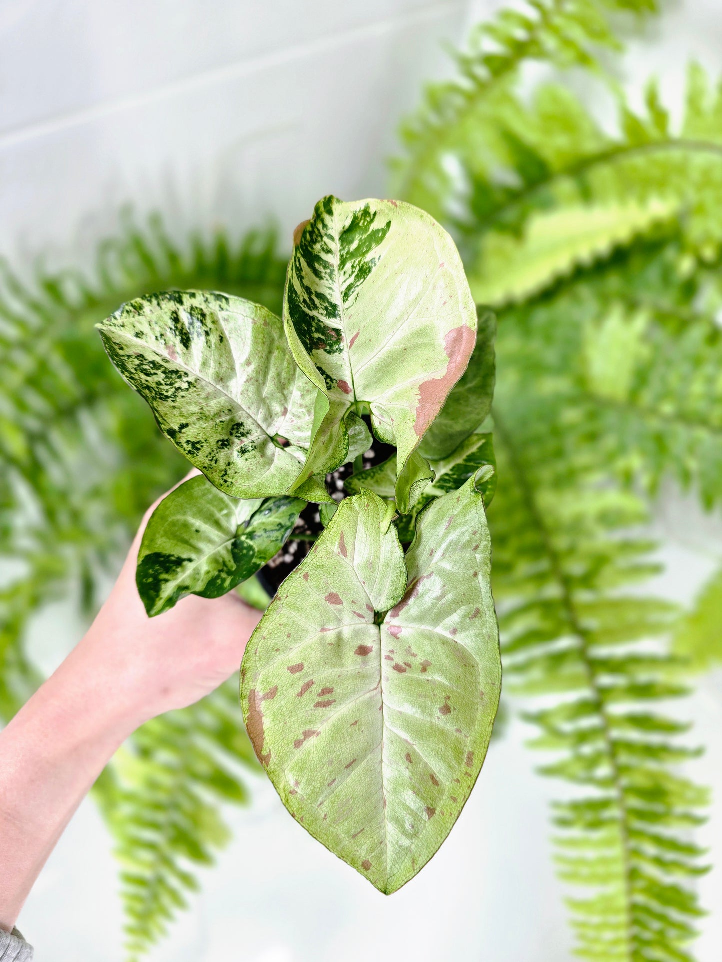 Syngonium Podophyllum 'Confetti Tricolour' - 100mm