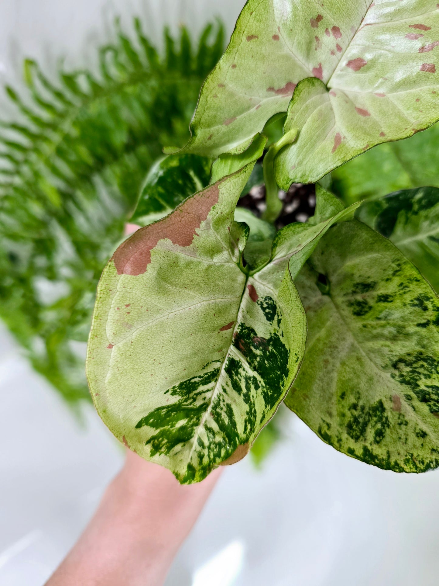 Syngonium Podophyllum 'Confetti Tricolour' - 100mm