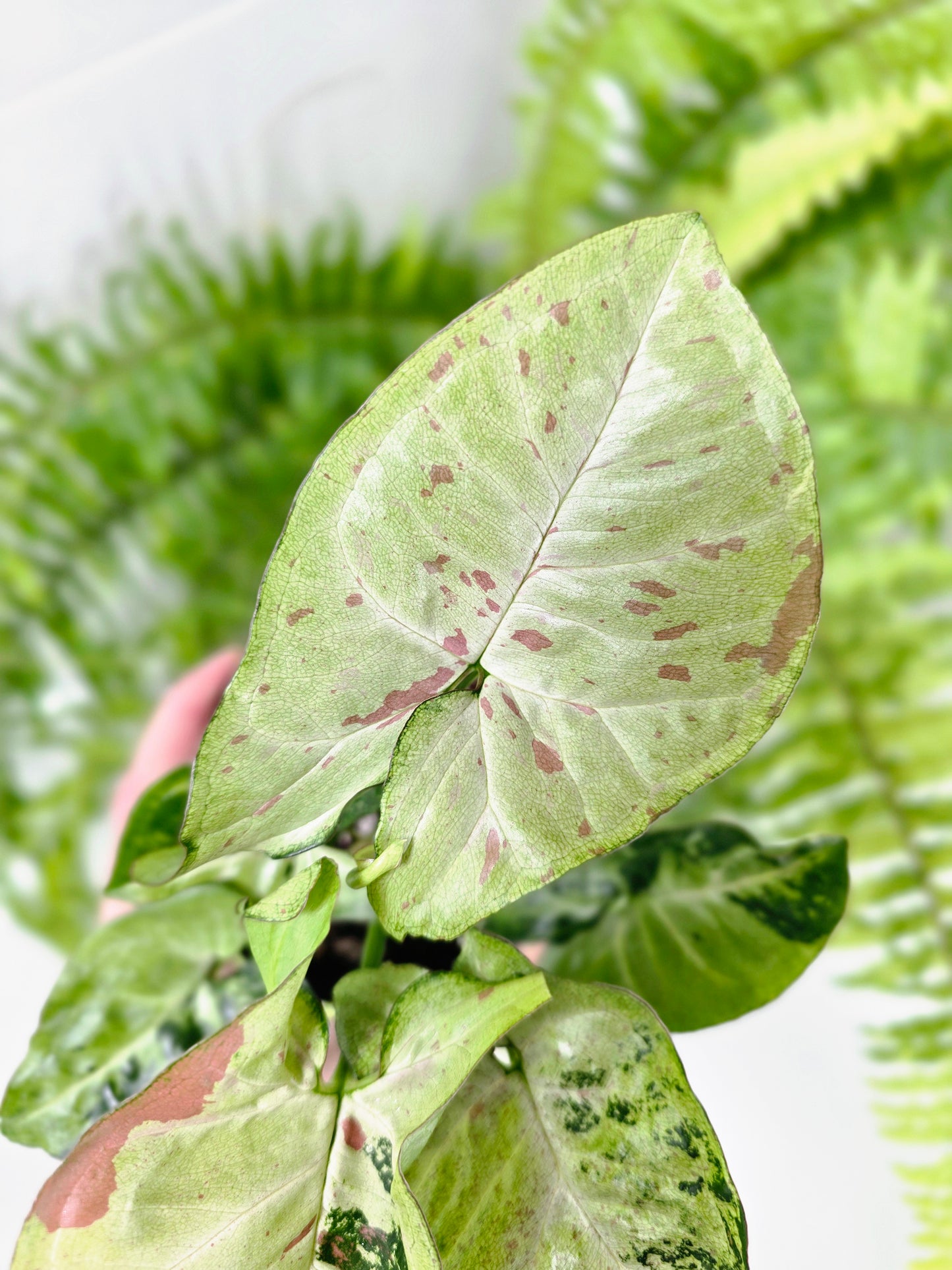 Syngonium Podophyllum 'Confetti Tricolour' - 100mm